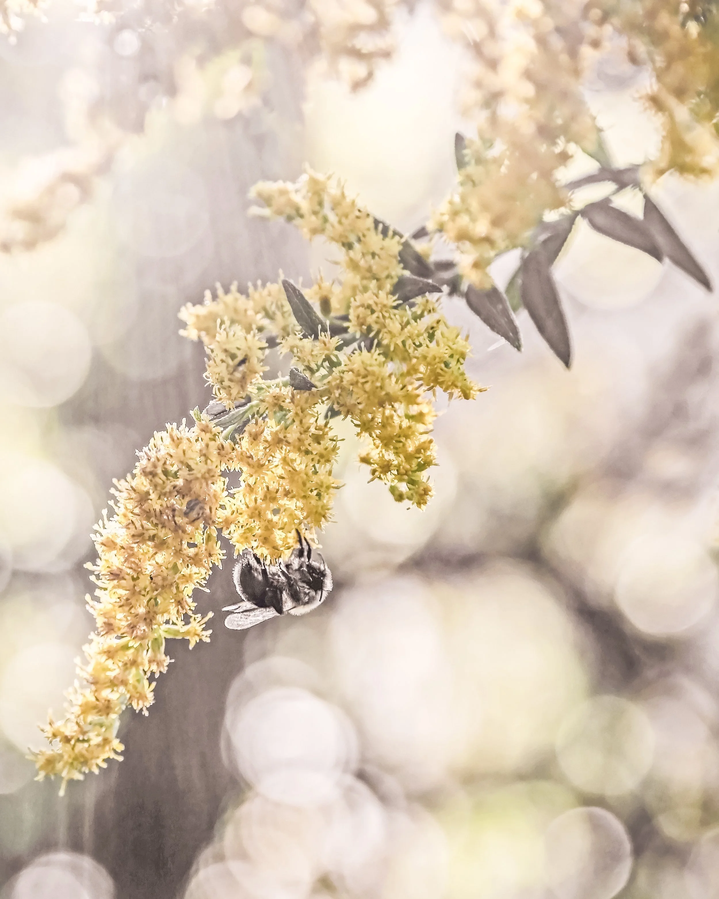 "Bumblebee on Goldenrod" by Brooke Ryan