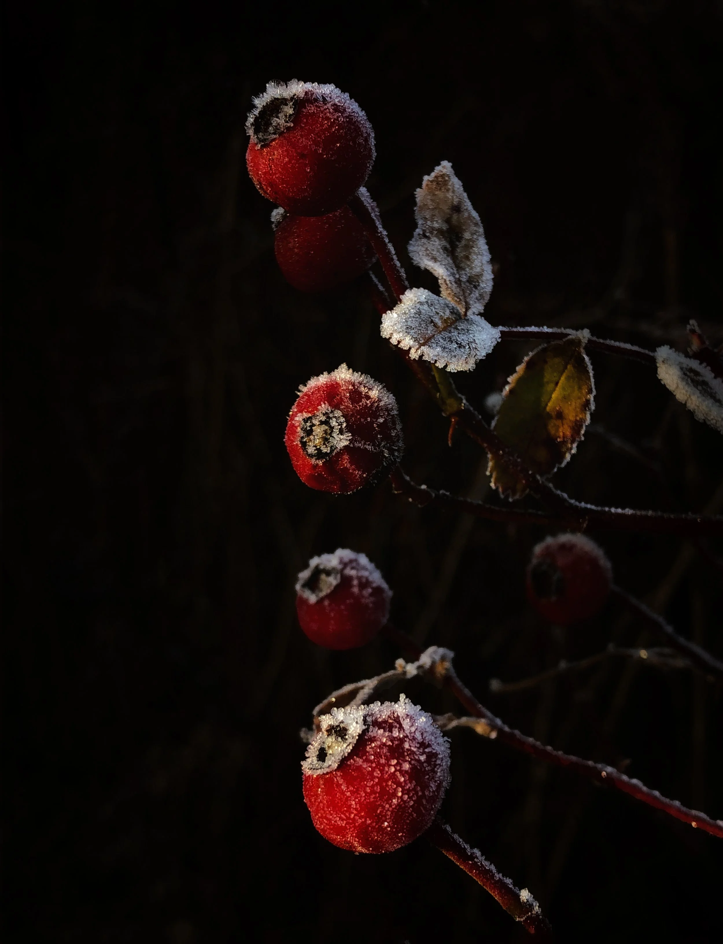"Frost on Rose Hips" by Caroline Brown
