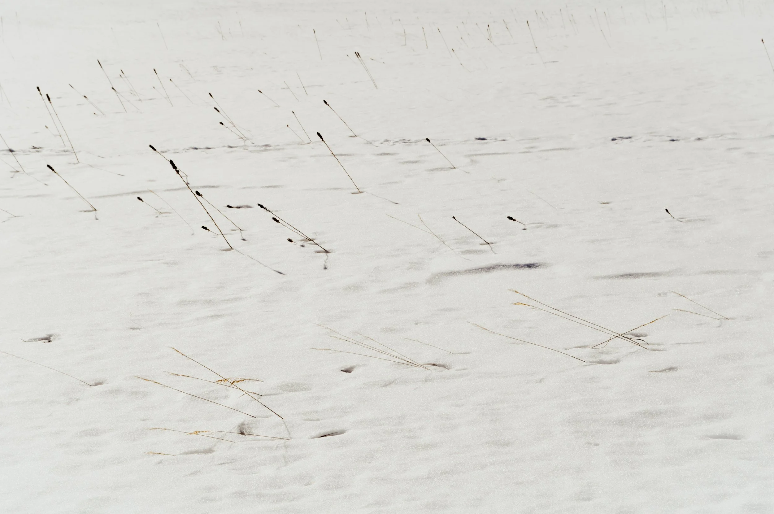 "Hibernation" by Sarah Hewitt