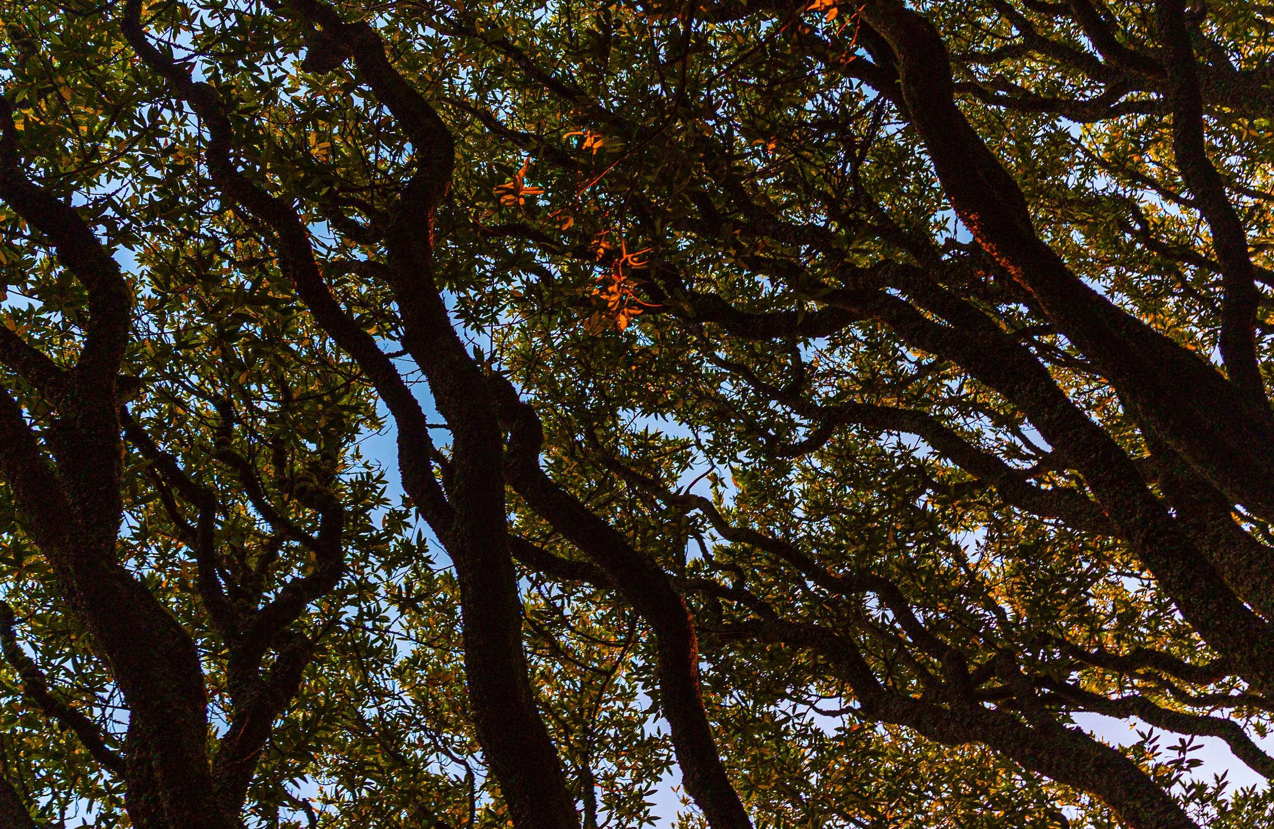 "Bay Limbs" by Larena Nellies-Ortiz