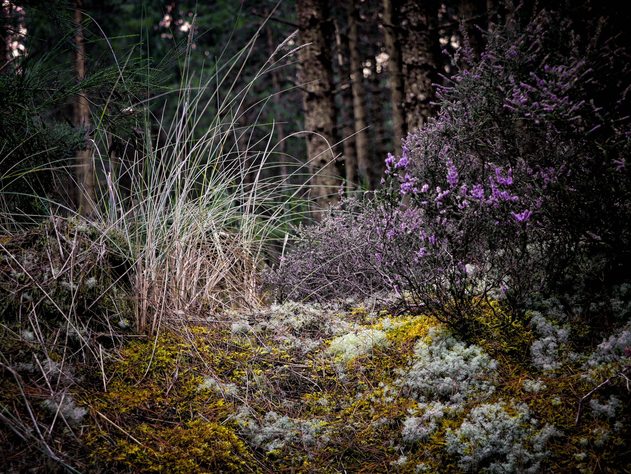 "Findhorn Bay Forest" by Najib Joe Hakim