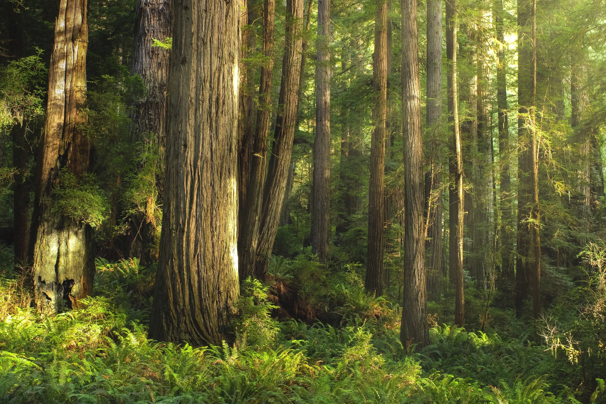"Redwood Glow" by Shea Vavra