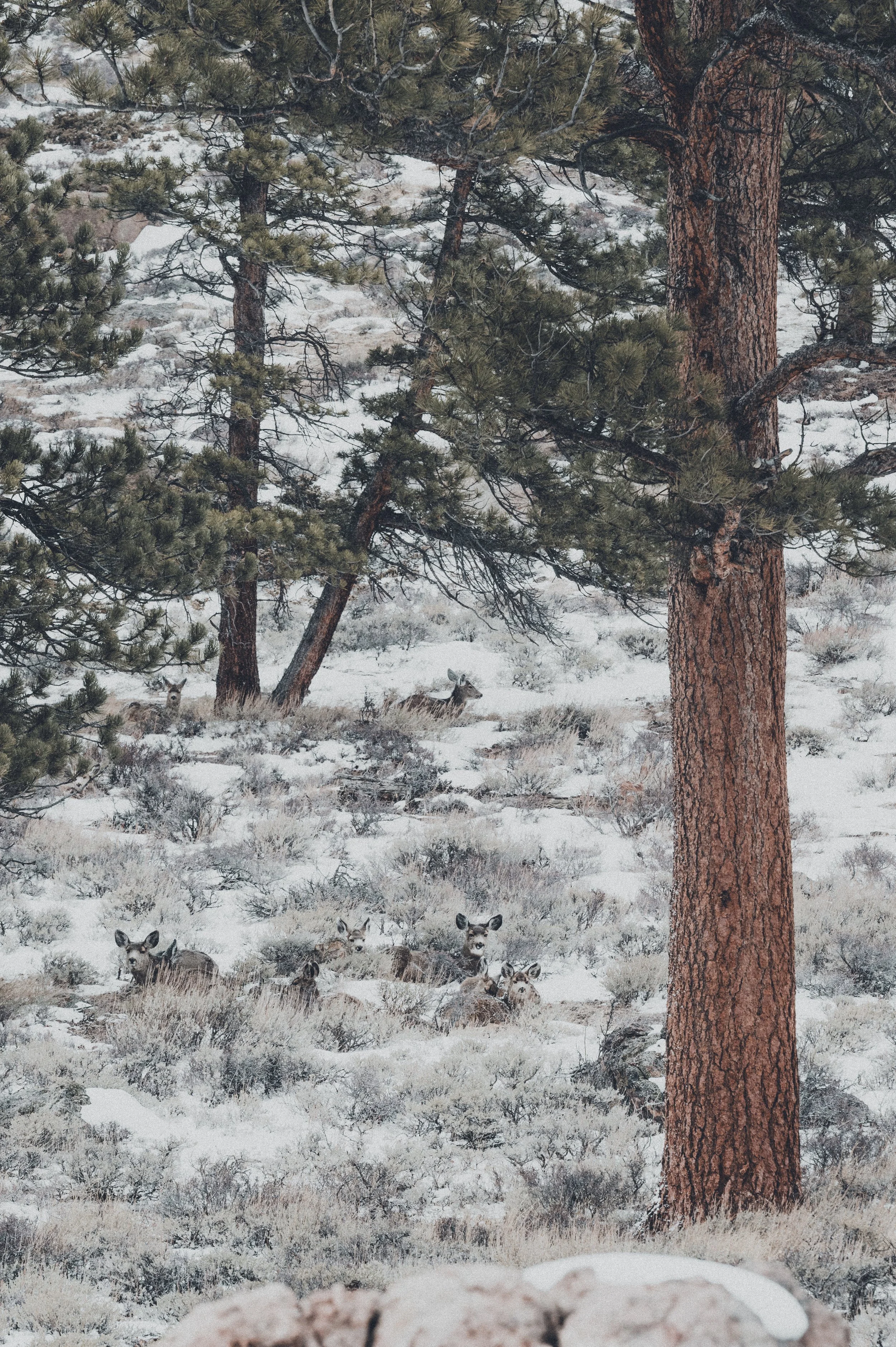 "Camo" by Alexandra Karnasopoulos