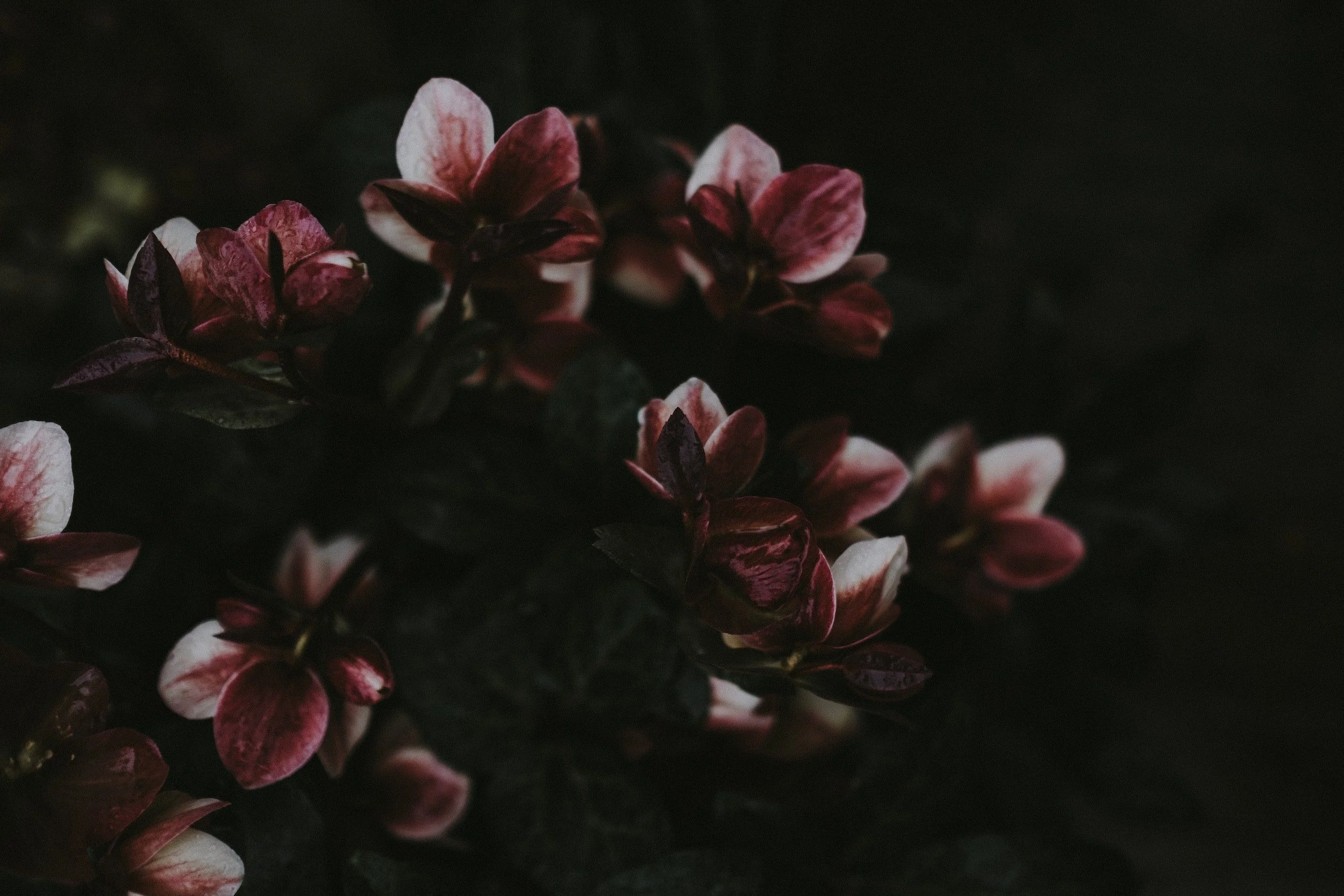 unsplash-image-J4gm_1GKfAA.jpg