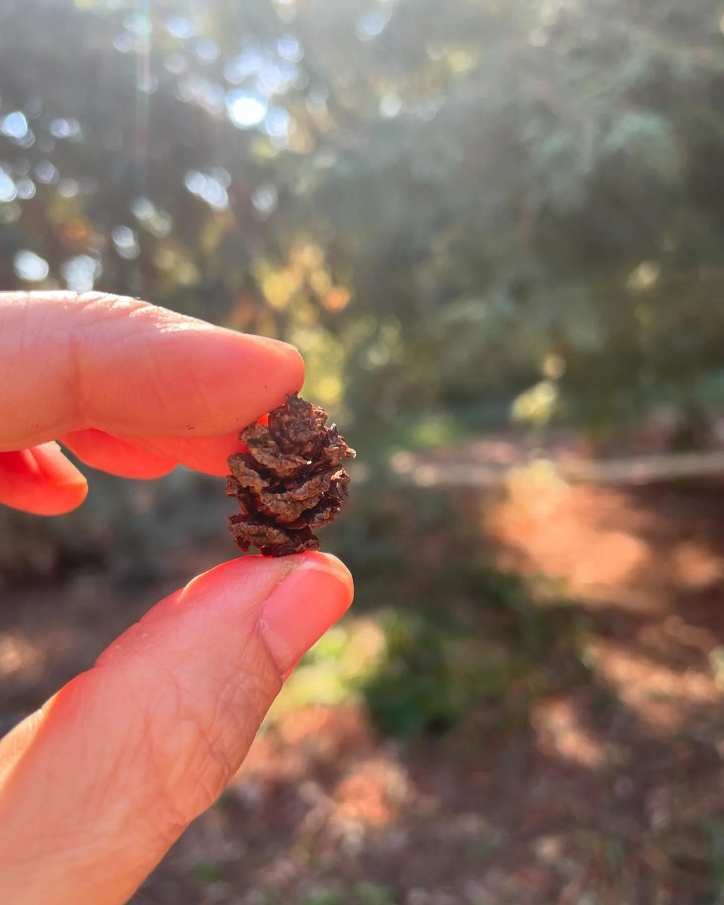 Did you know every redwood tree grew from a teeny tiny seed found inside these teeny tiny pine cones? Each cone is said to have 150-250 seeds inside it. &amp; did u know redwoods can grow up to 5 ft every year?! 

These are the things I get to learn 