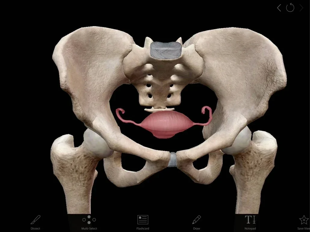 Why are we so disconnected from our pelvises?