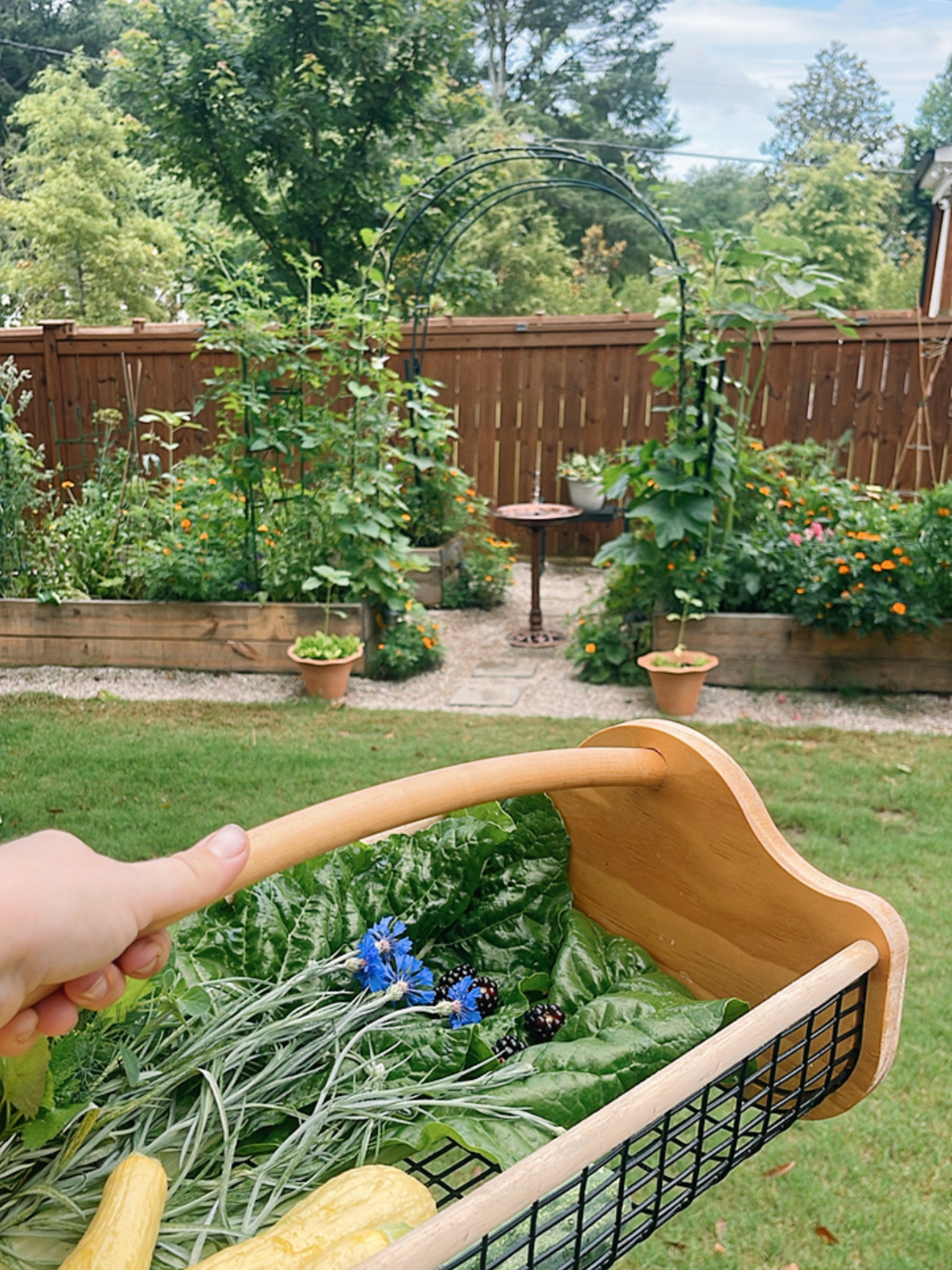 A garden scene showing a black wire basket filled with leafy greens, yellow squash, blue flowers, and butterflies, held by a person with a wooden handle. In the background, there are raised garden beds with various plants, a birdbath, a wooden fence, and trees.