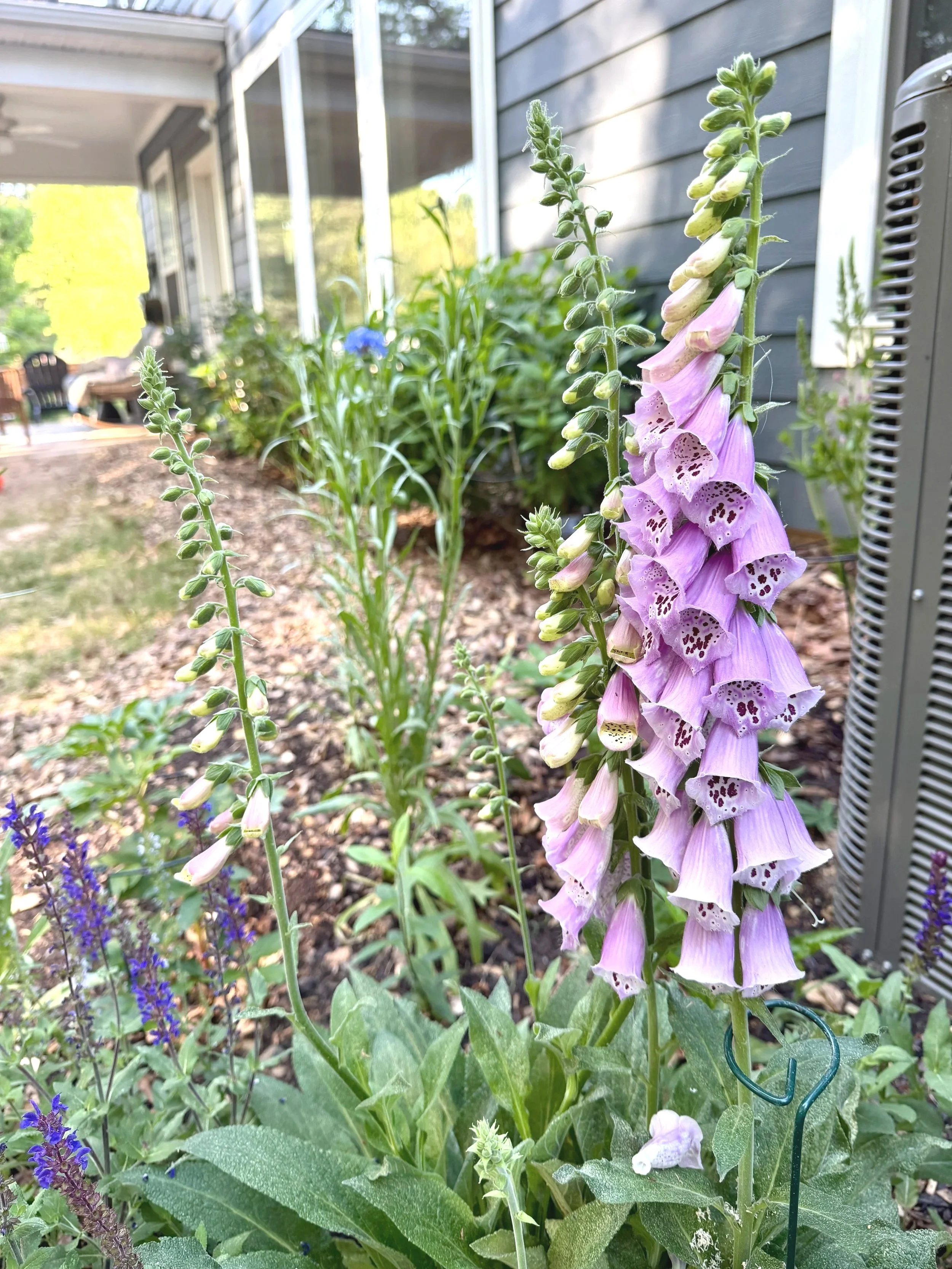 Close-up of a pink and purple foxglove flower with multiple blossoms on a tall stem, surrounded by green leaves, in a garden bed near a house.