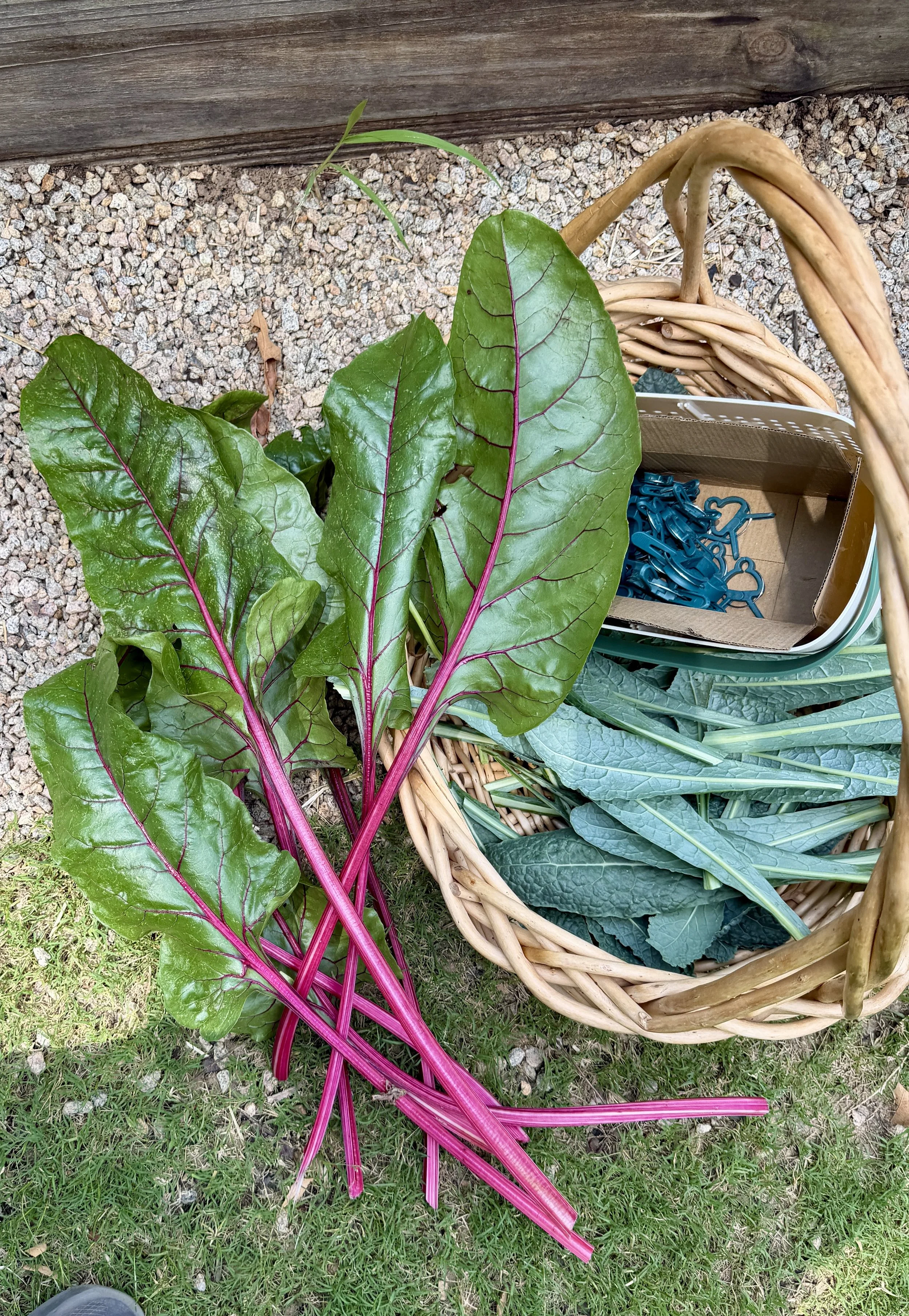 Fresh greens, including Swiss chard with shiny green leaves and bright pink stems, in a basket next to a cardboard box with blue plastic plant labels, outdoors with grass and gravel surface.