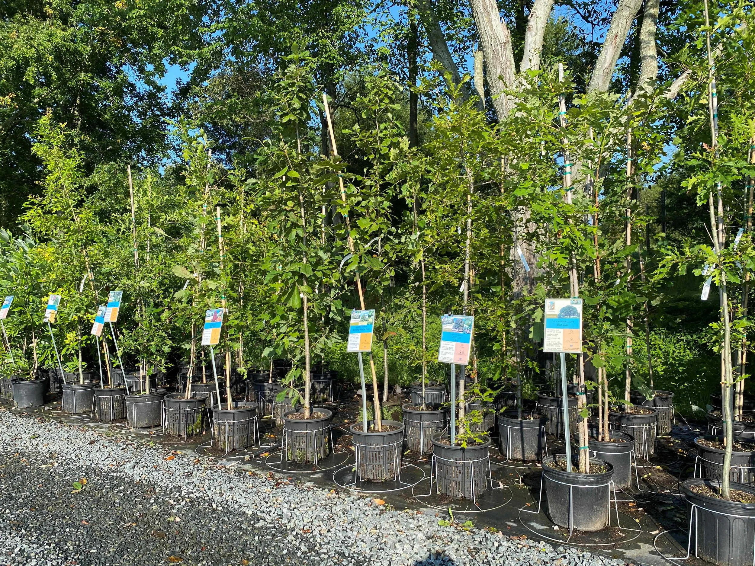Community Tree Planting & Free Tree Giveaway