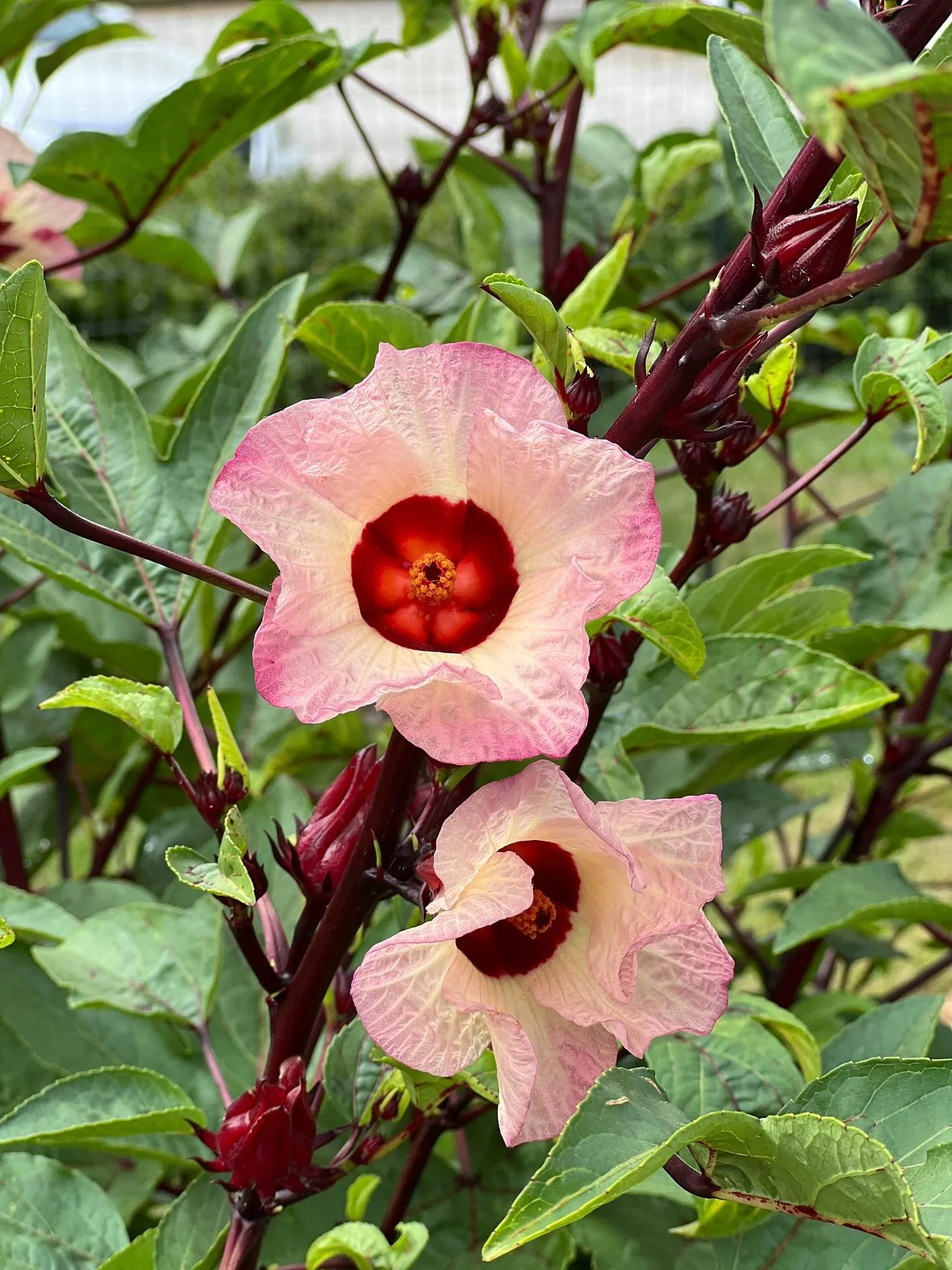 ๐บ Say hello to Roselle, a tropical showstopper with both beauty and flavor. Thanks to a couple of green thumbs at the Statesboro Community Garden, these striking burgundy blooms are thriving in the Georgia sun. Native to Africa and related to hibisc