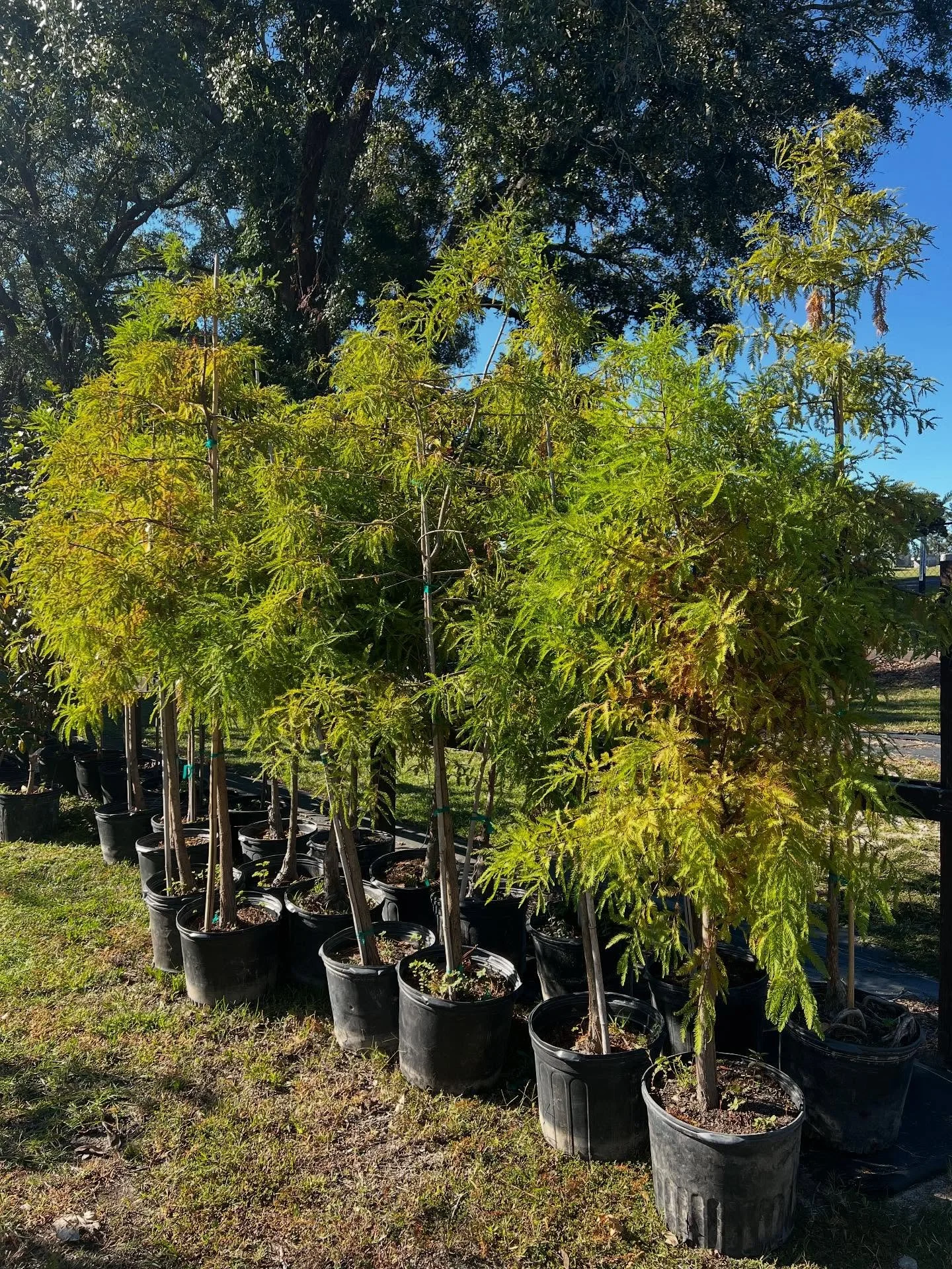 ๐ณ Free Native Tree Giveaway TOMORROW ๐ณ
Stop by the Statesboro Food Bank Friday, Oct. 24, from 3–6 PM and take home one of these beautiful trees!
Bring a nonperishable food donation to support families in need through @88borofoodbank and hel