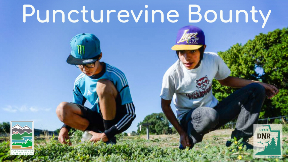 Puncturevine Bounty