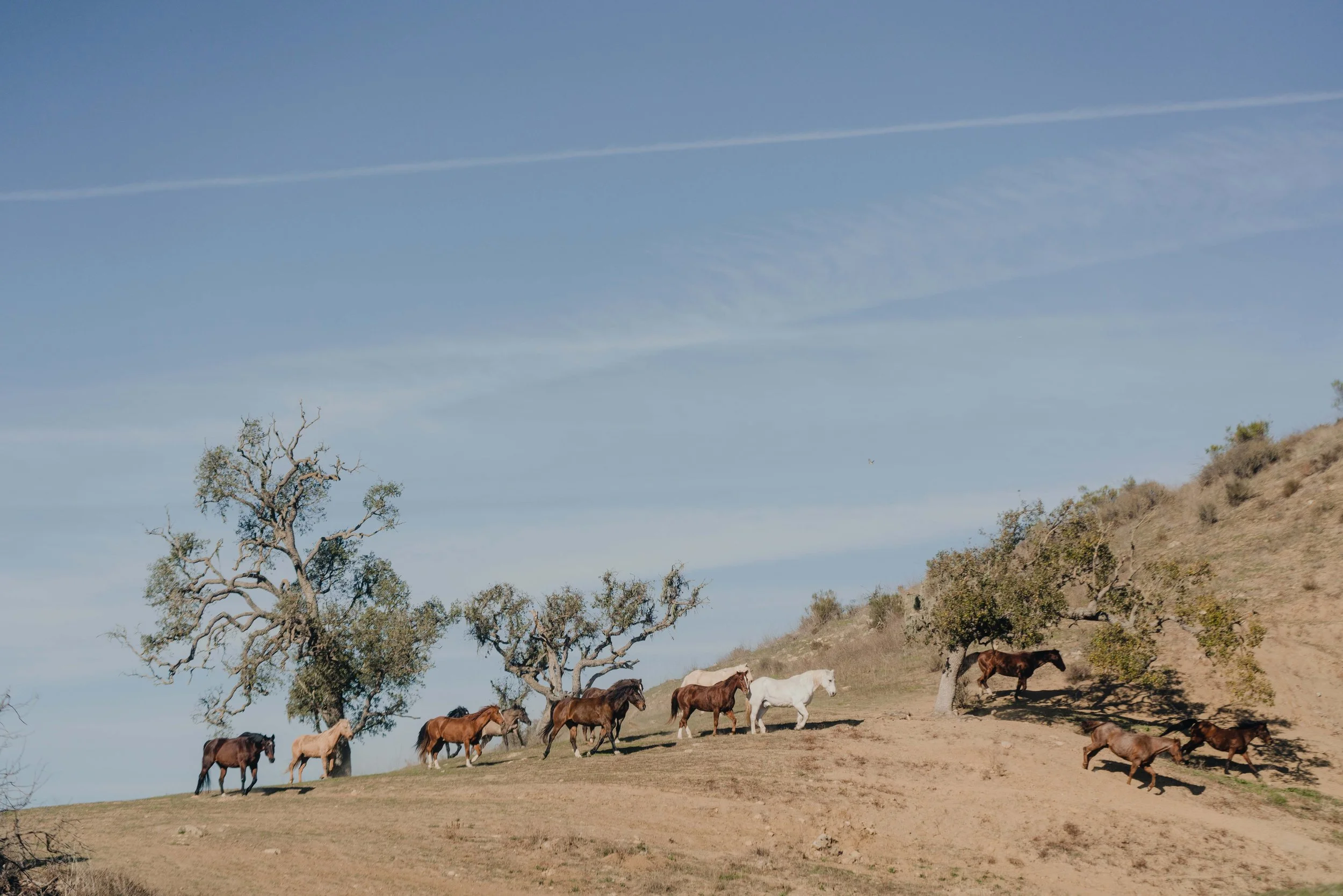 TheAlisalCaliforniaLuxuryRanch-96 copy.jpg