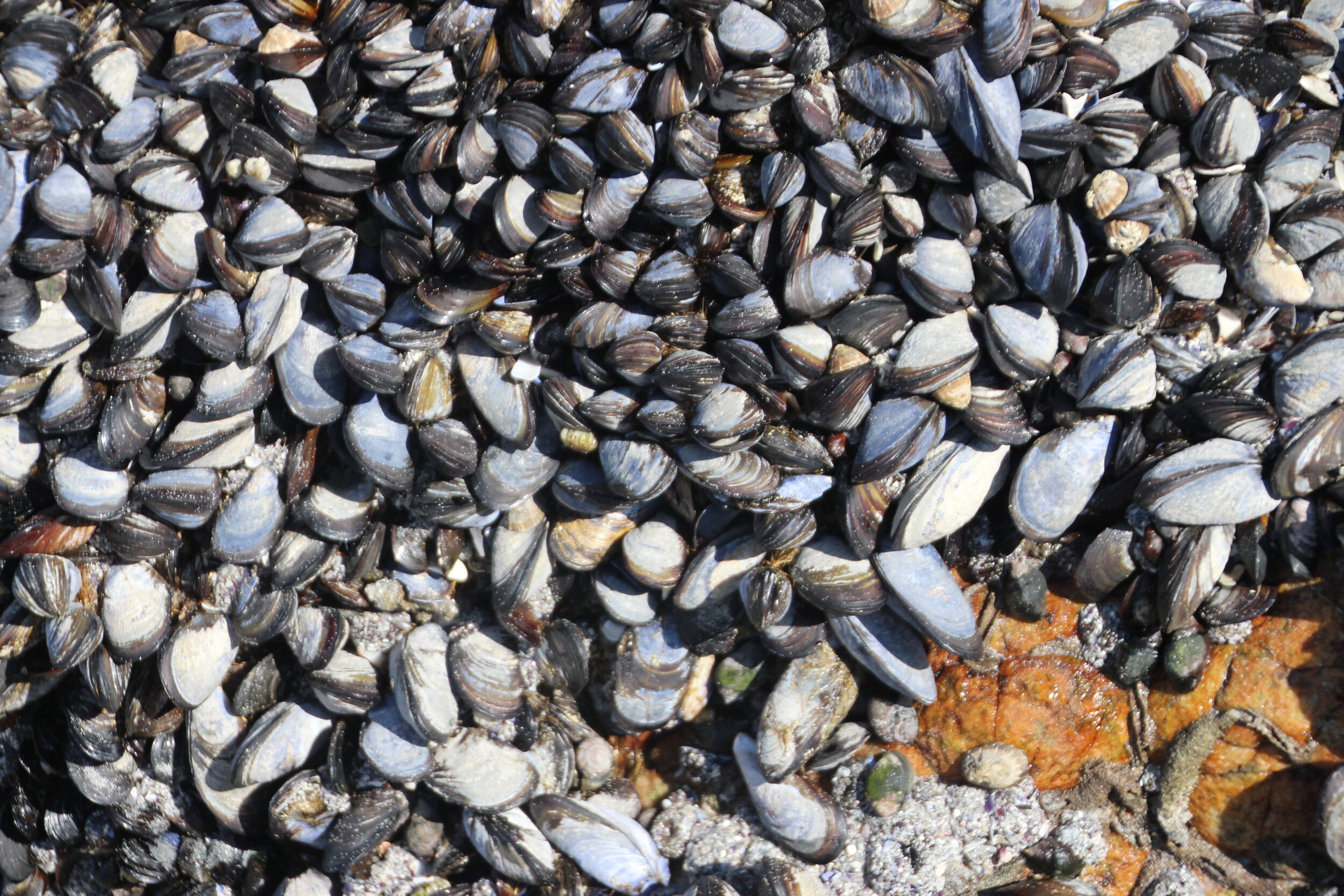 Recipes of the World: Cream Curry Mussels