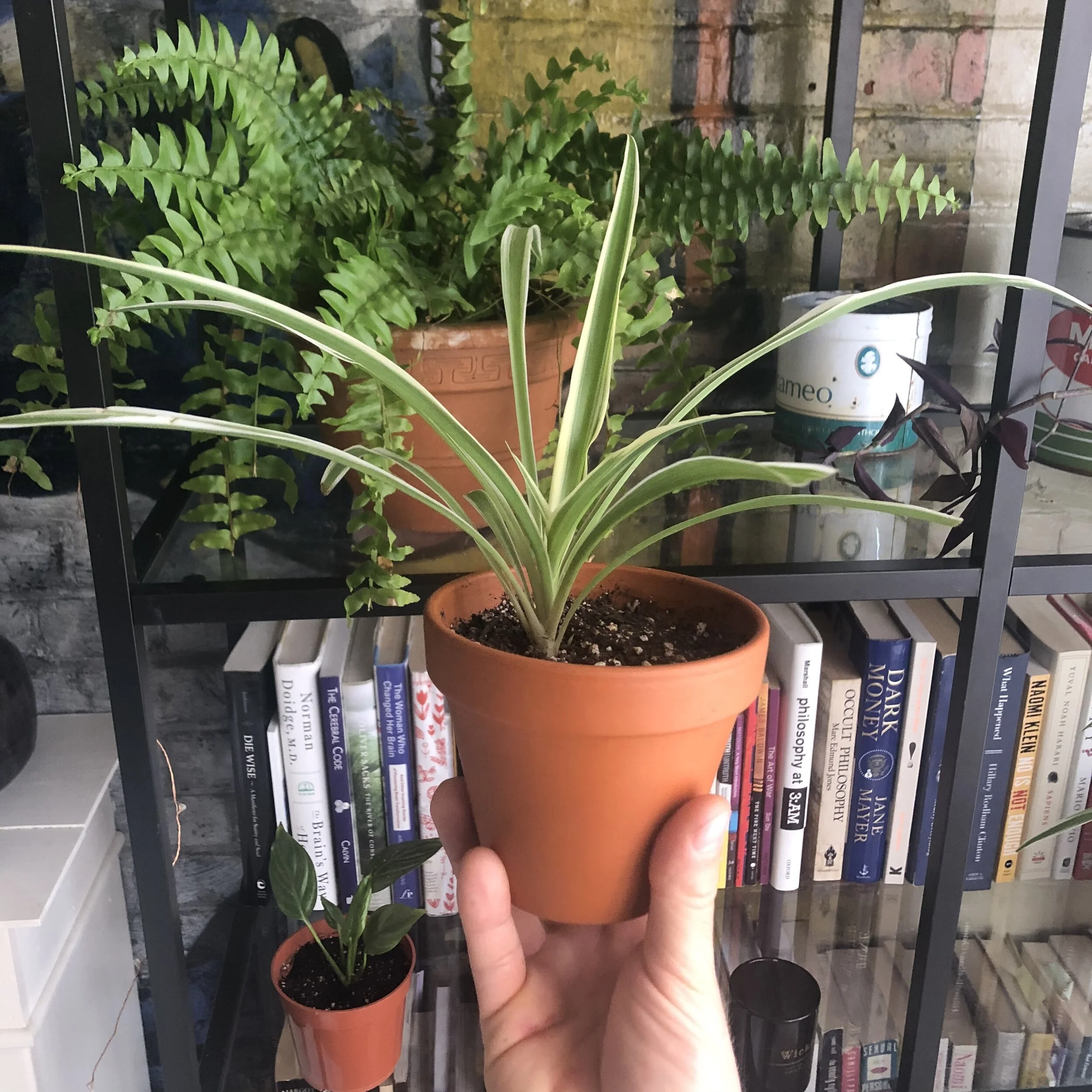 SpiderPlant01.JPG