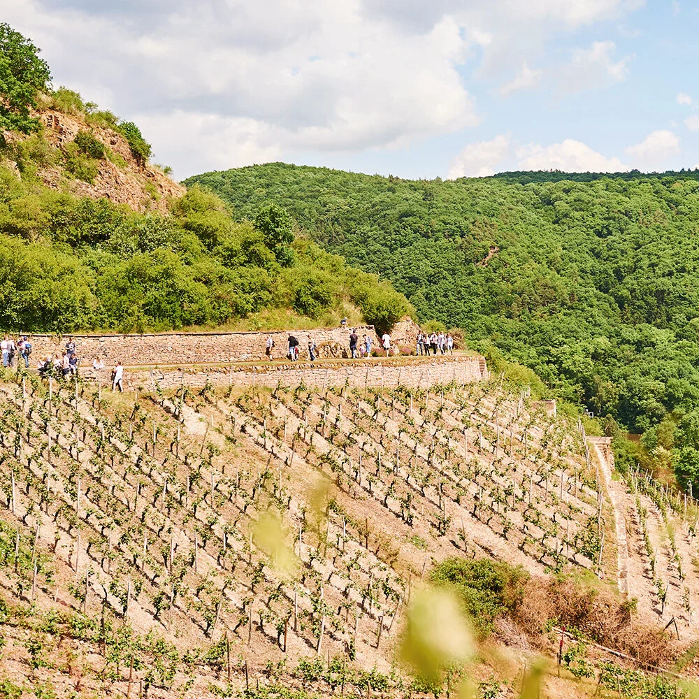 NIEDERHÄUSER WEINWANDERUNG