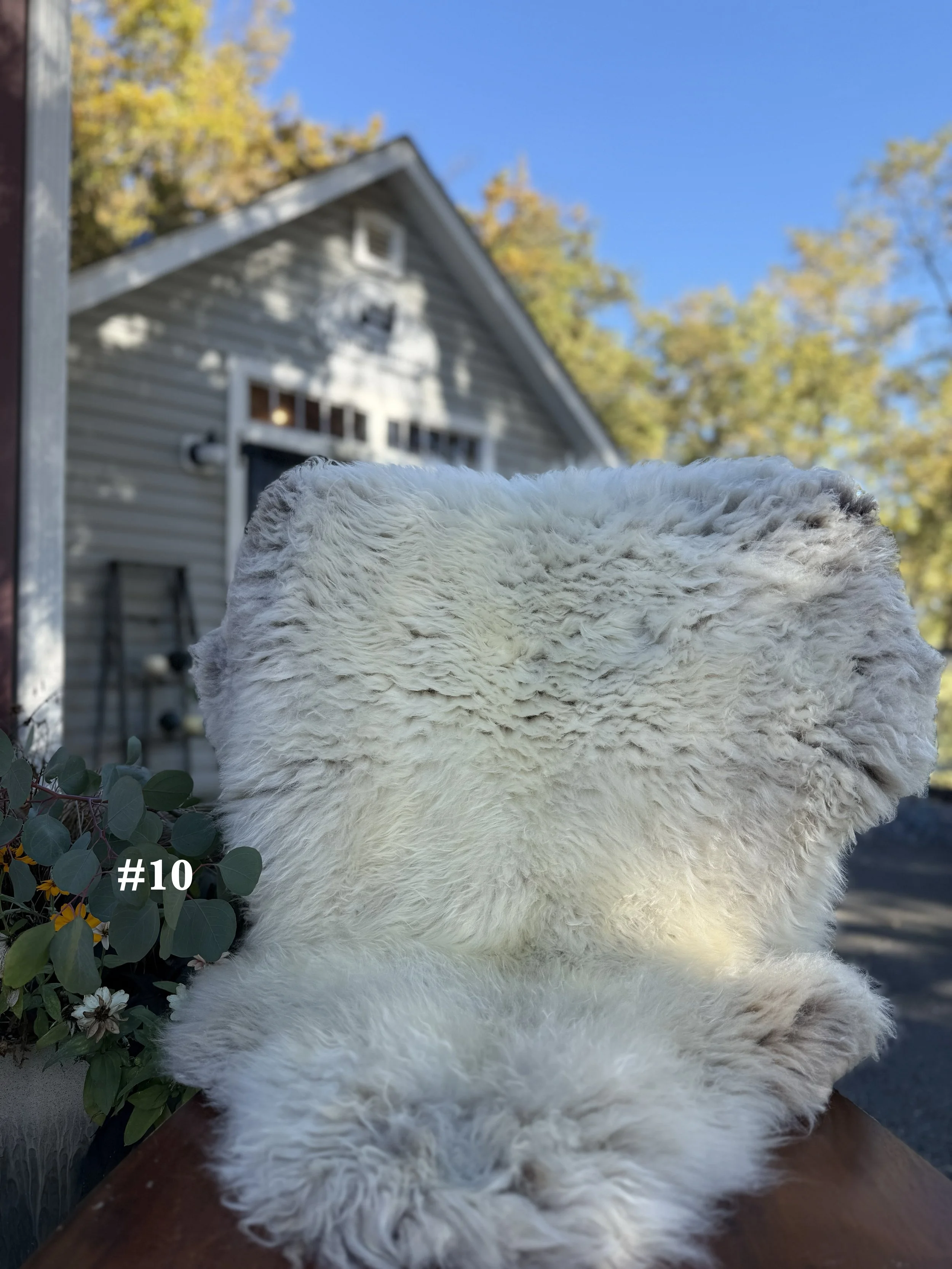 26sheepskin10.jpg