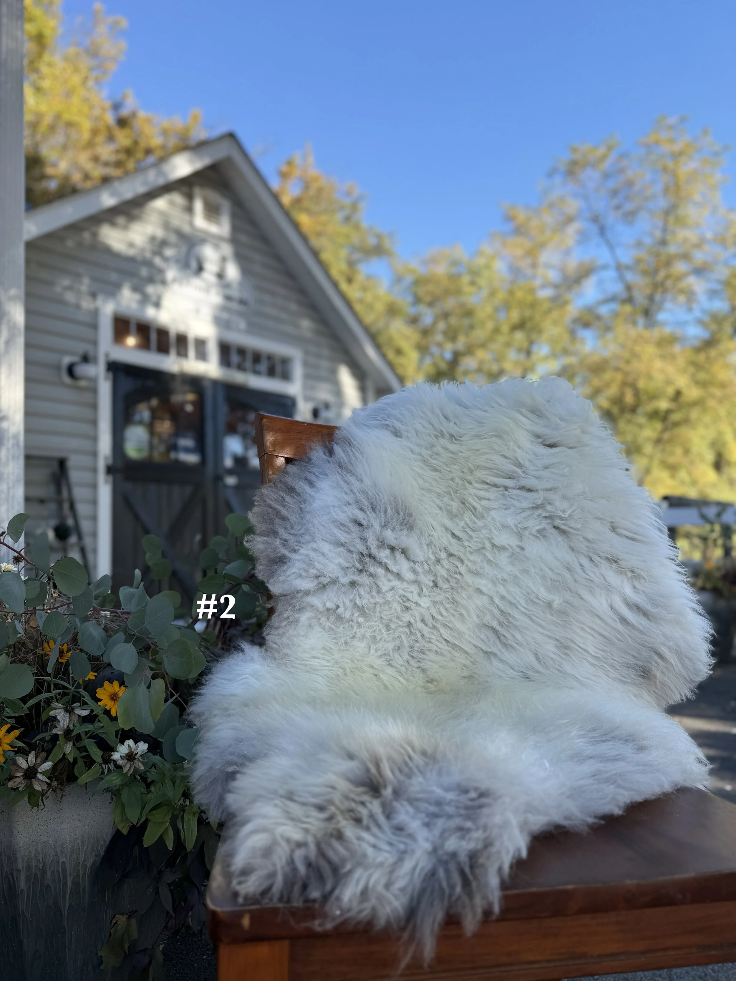 26sheepskin2.jpg