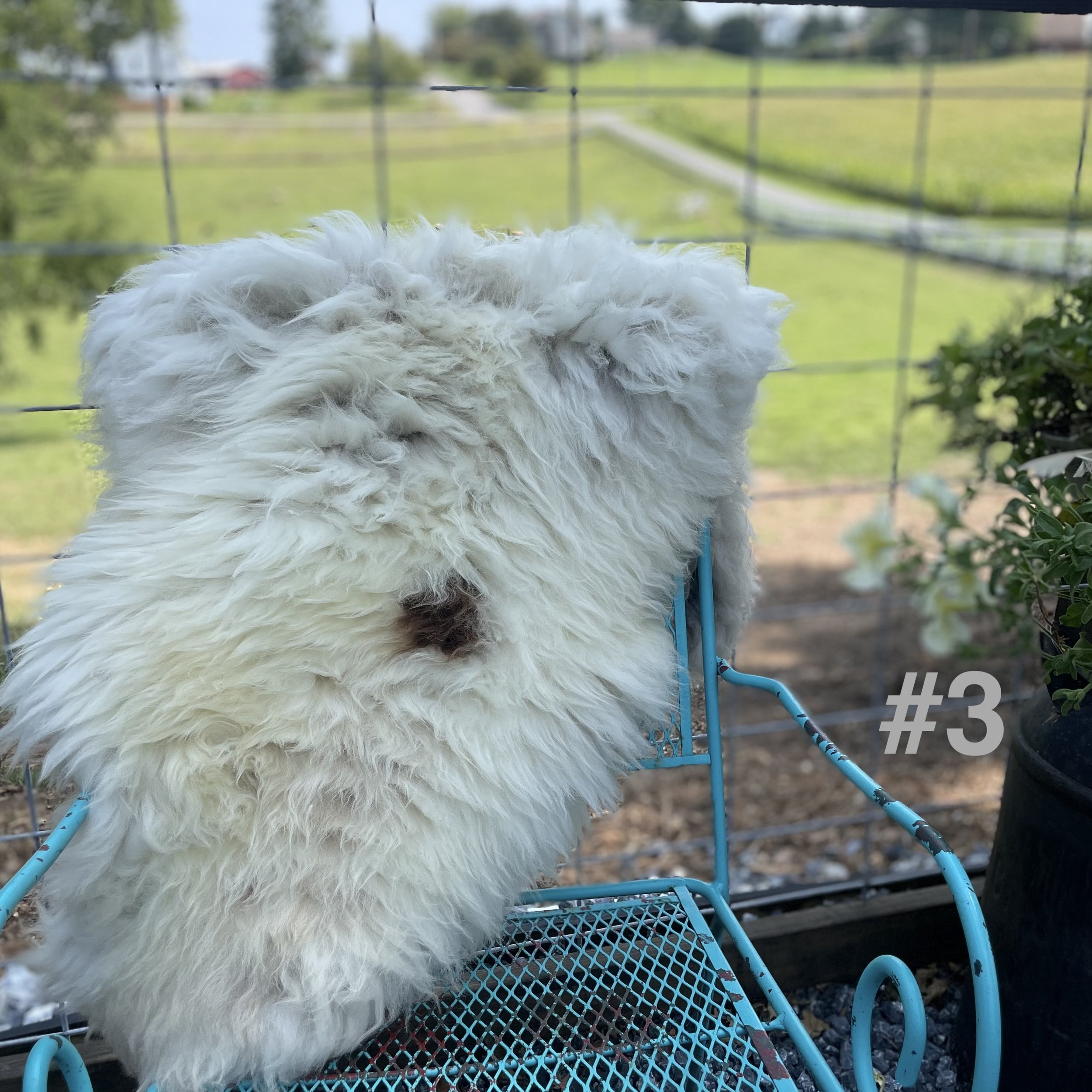 sheepskin 3.jpg