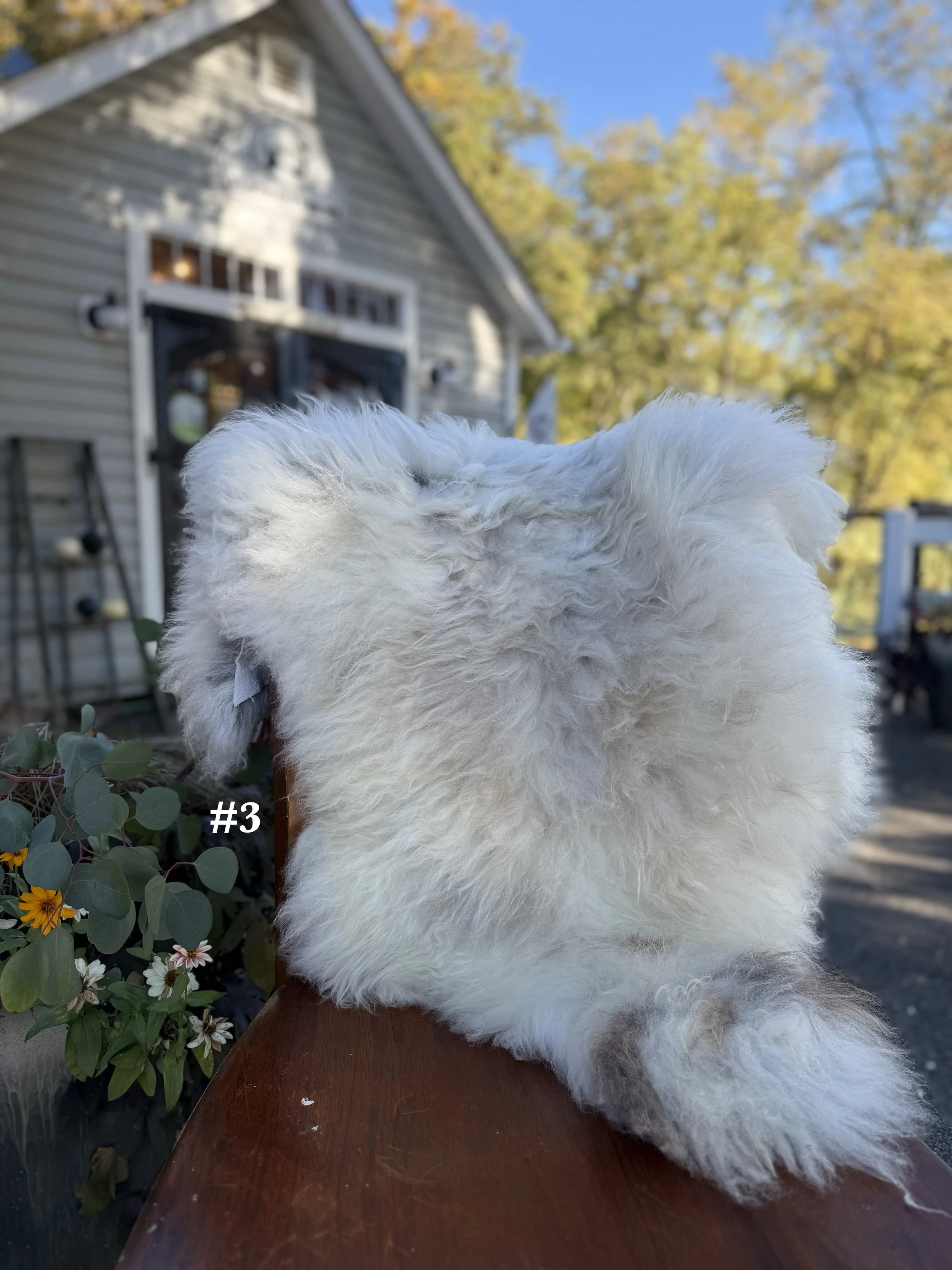 26sheepskin3.jpg