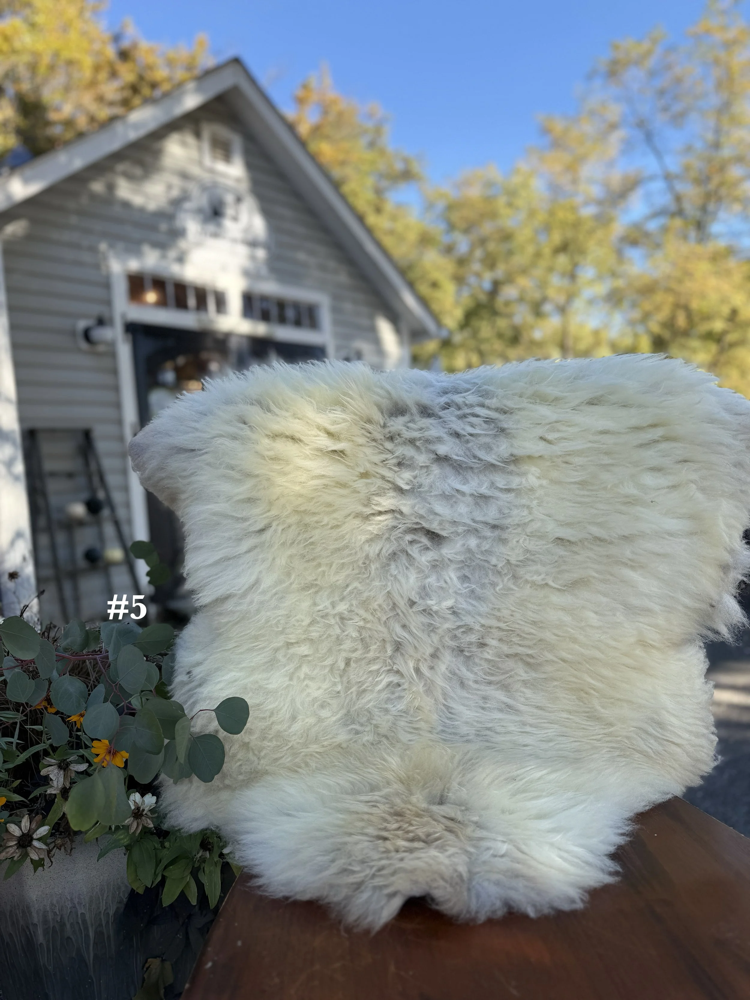 26sheepskin5.jpg