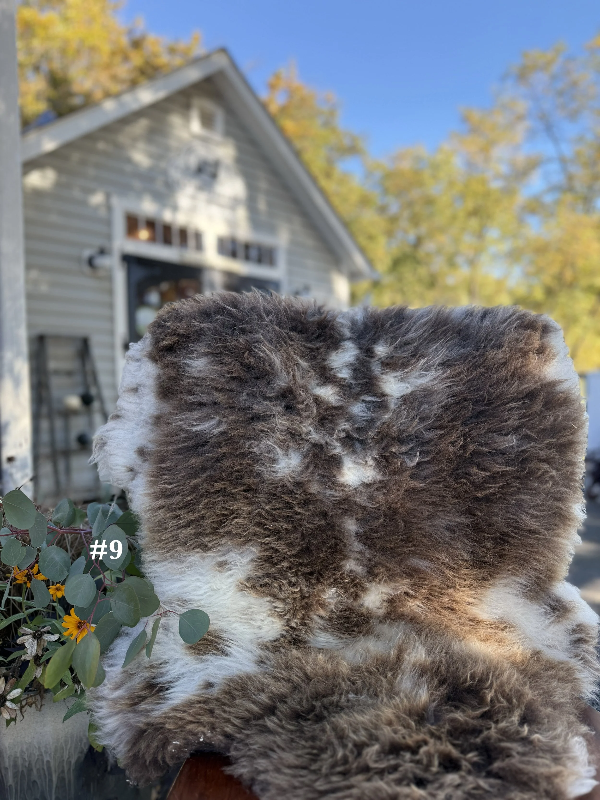 26sheepskin9.jpg
