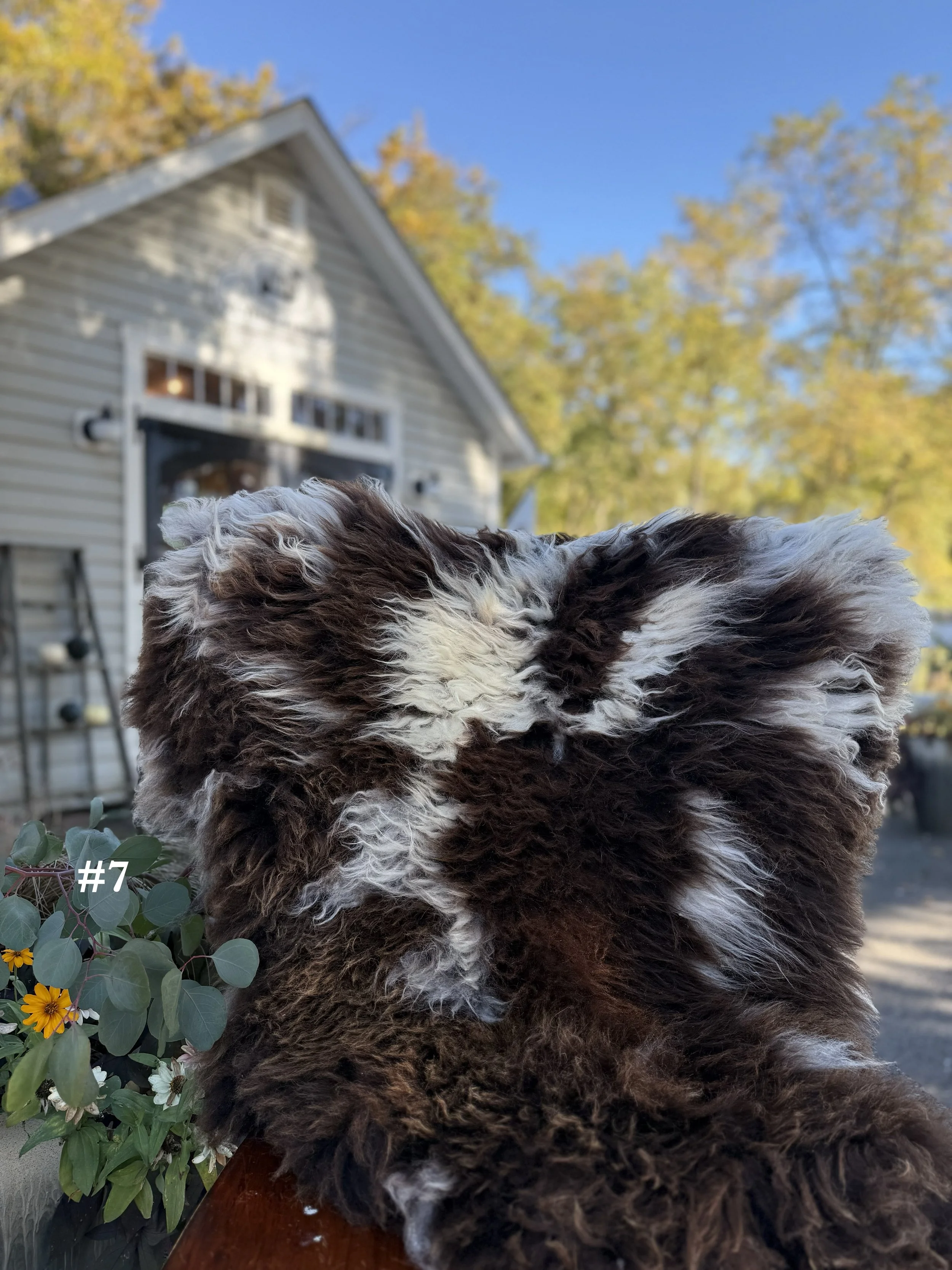 26sheepskin7.jpg
