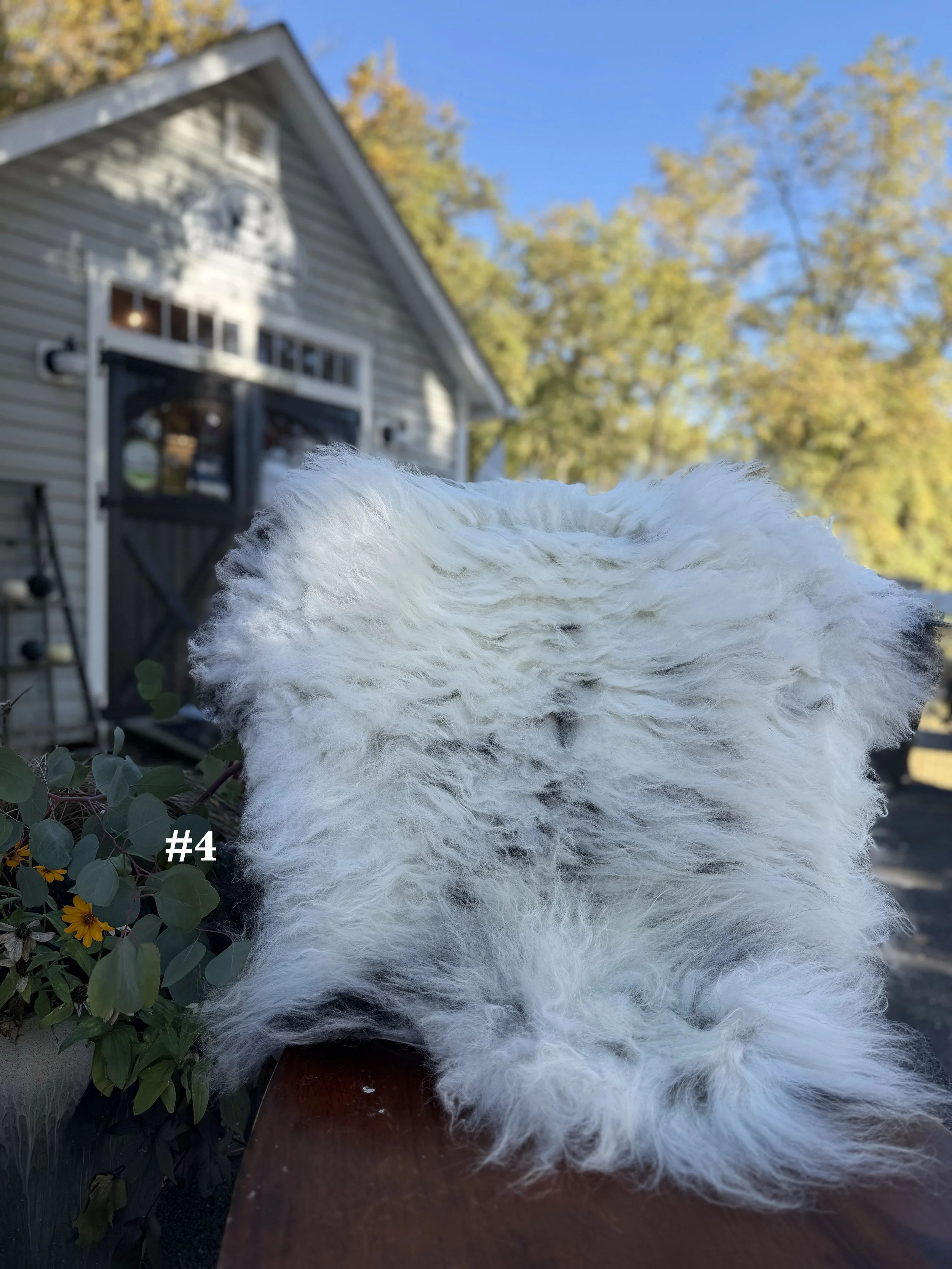 26sheepskin4.jpg