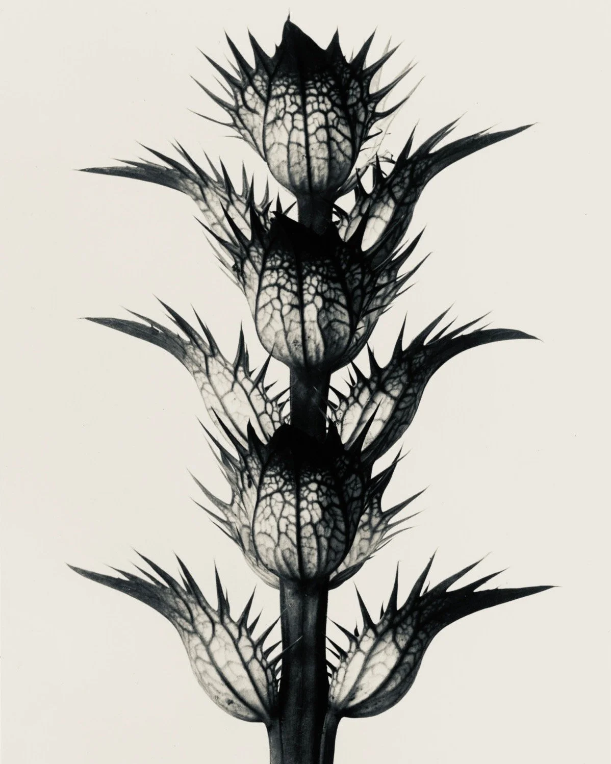 SAGE ADVICE: Ancient Creatures in a World of Copies