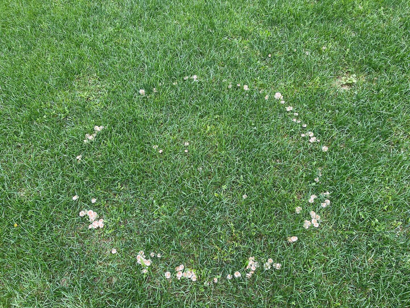 Umm, is there a fungal version of a crop circle? Because these mushrooms in my yard feel like they&rsquo;re straight out of an M. Night Shyamalan movie. 🍄👽🛸
#naturegifts