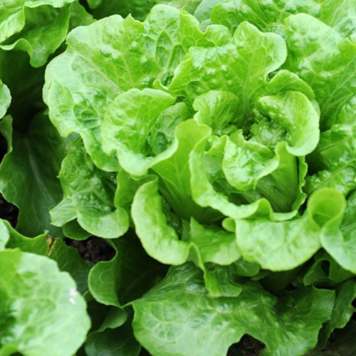Anuenue Lettuce Seeds