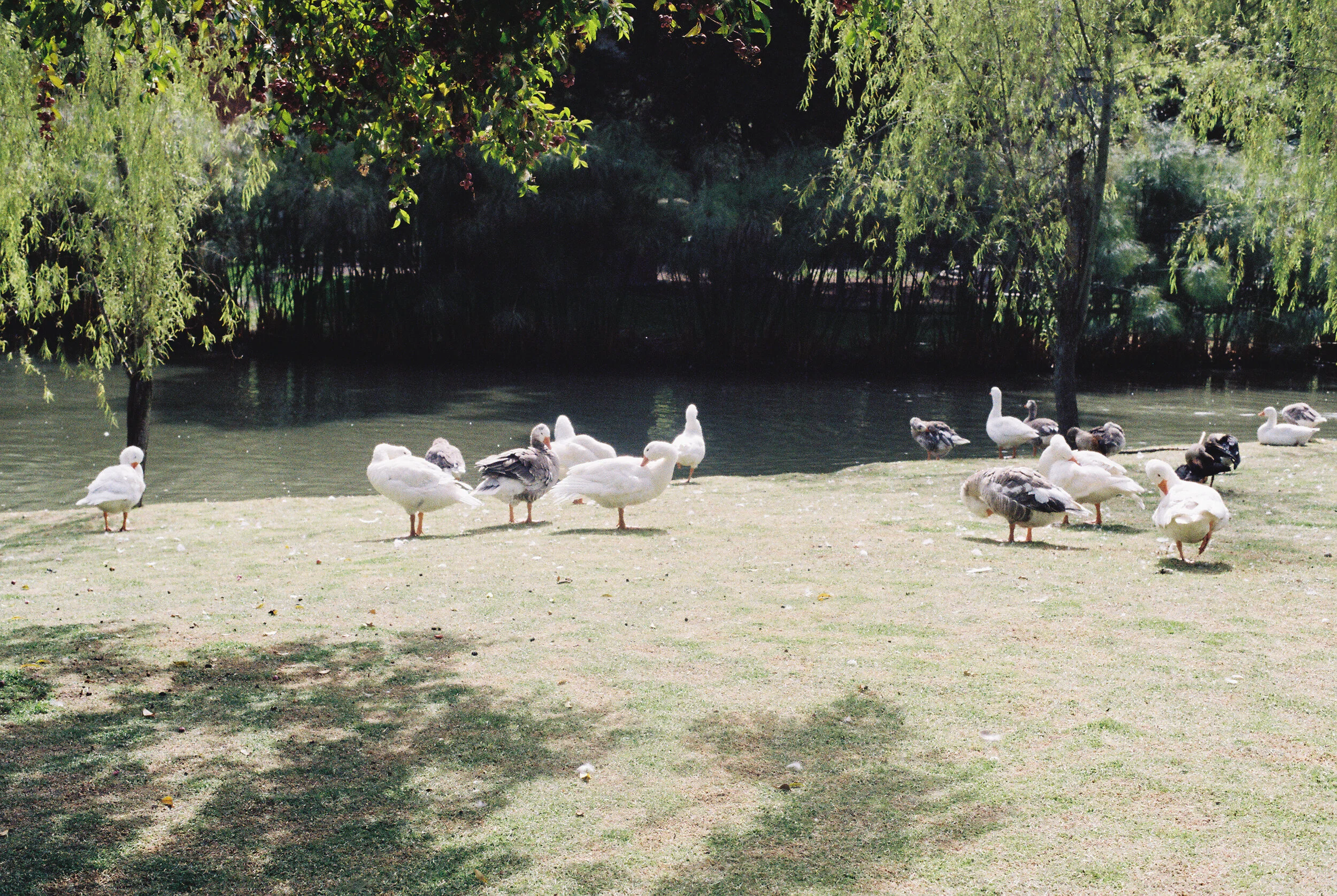 Colombia Kodak Gold 200