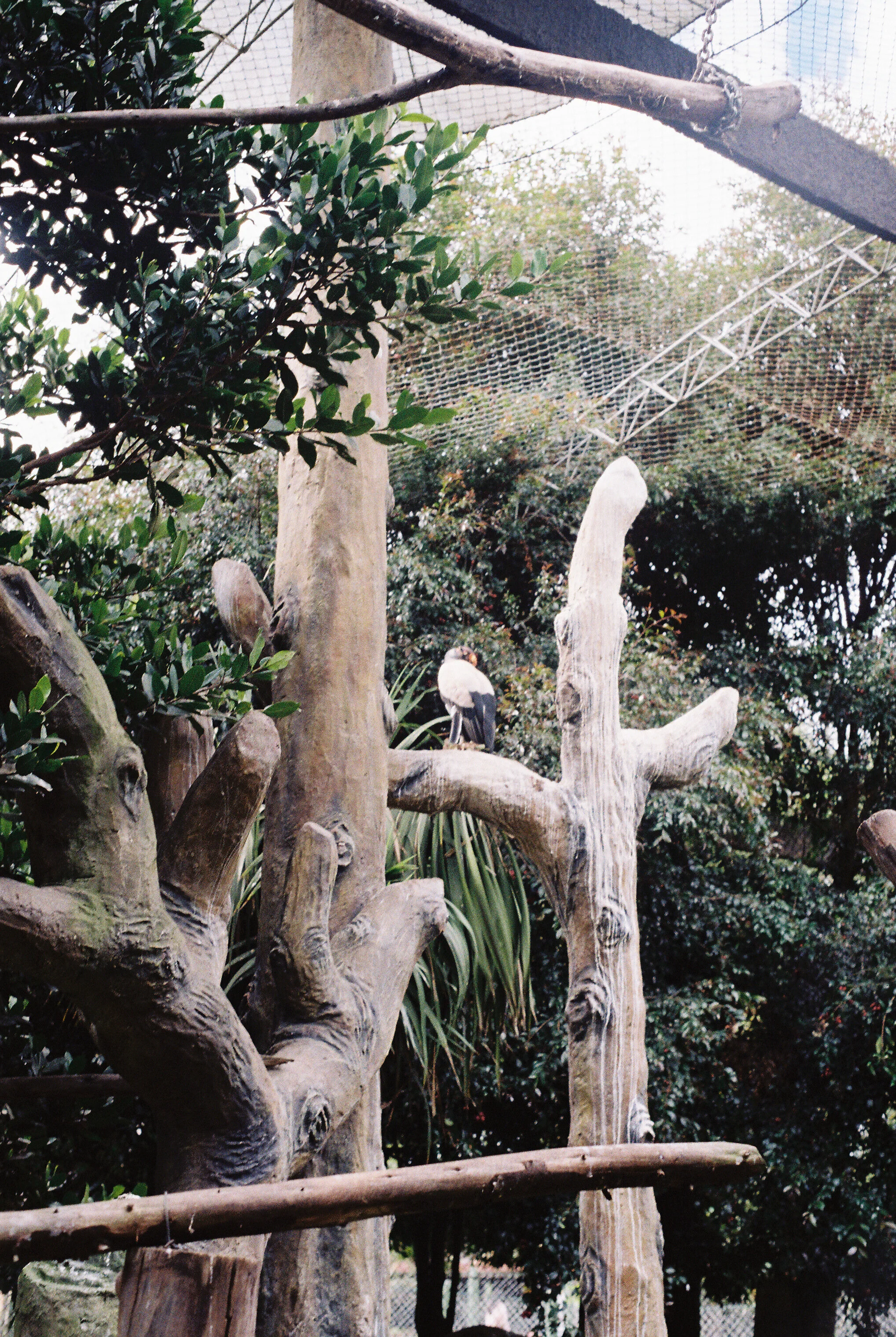Colombia Kodak Gold 200