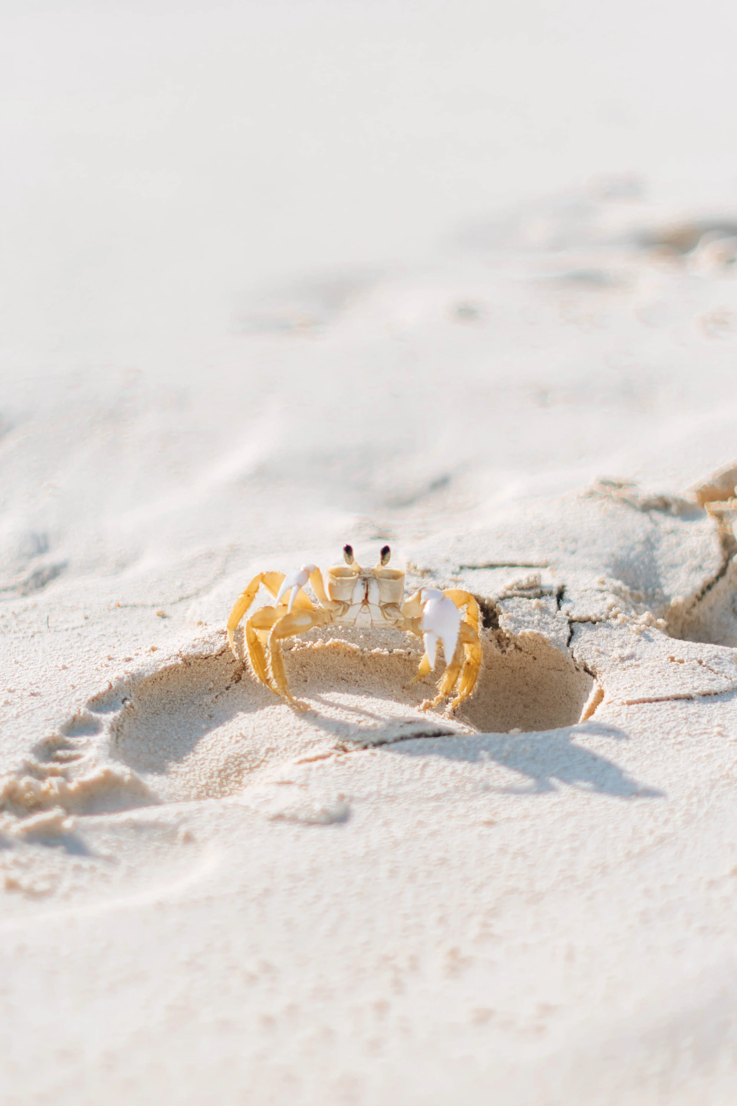 Seven Mile Crab