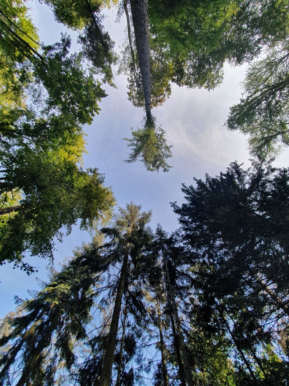 EXAMPLE OF NORTH AMERICAN TREES - We walked by many tree species that are common in Northern America and learned a lot about how they were brought to the Arboretum plus some curiosities about each one of them. Submitted by Maira.