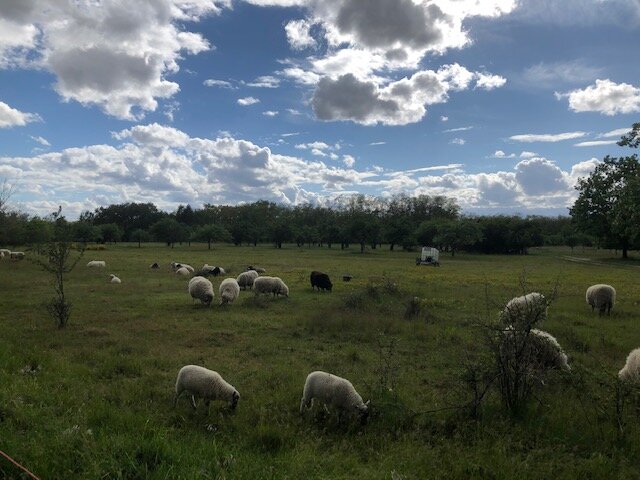 Grazing sheep in Heidewald, Maxdorf, Germany. Submitted by Margit.