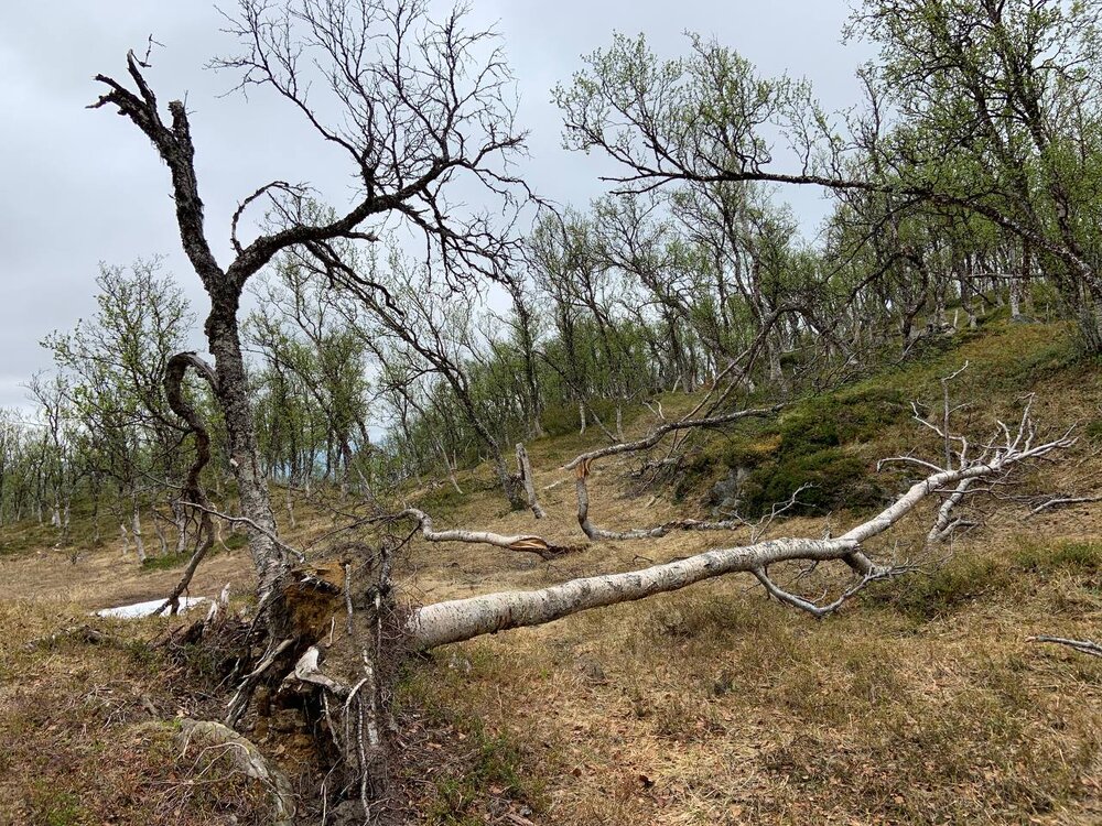 Fallen Birch Tree in Folkeparken, Harstad, Norway. Submitted by Ragnheidur.