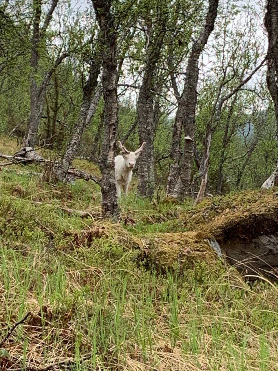Rare white reindeer, in Folkeparken, Harstad, Norway. Submitted by Ragnheidur.
