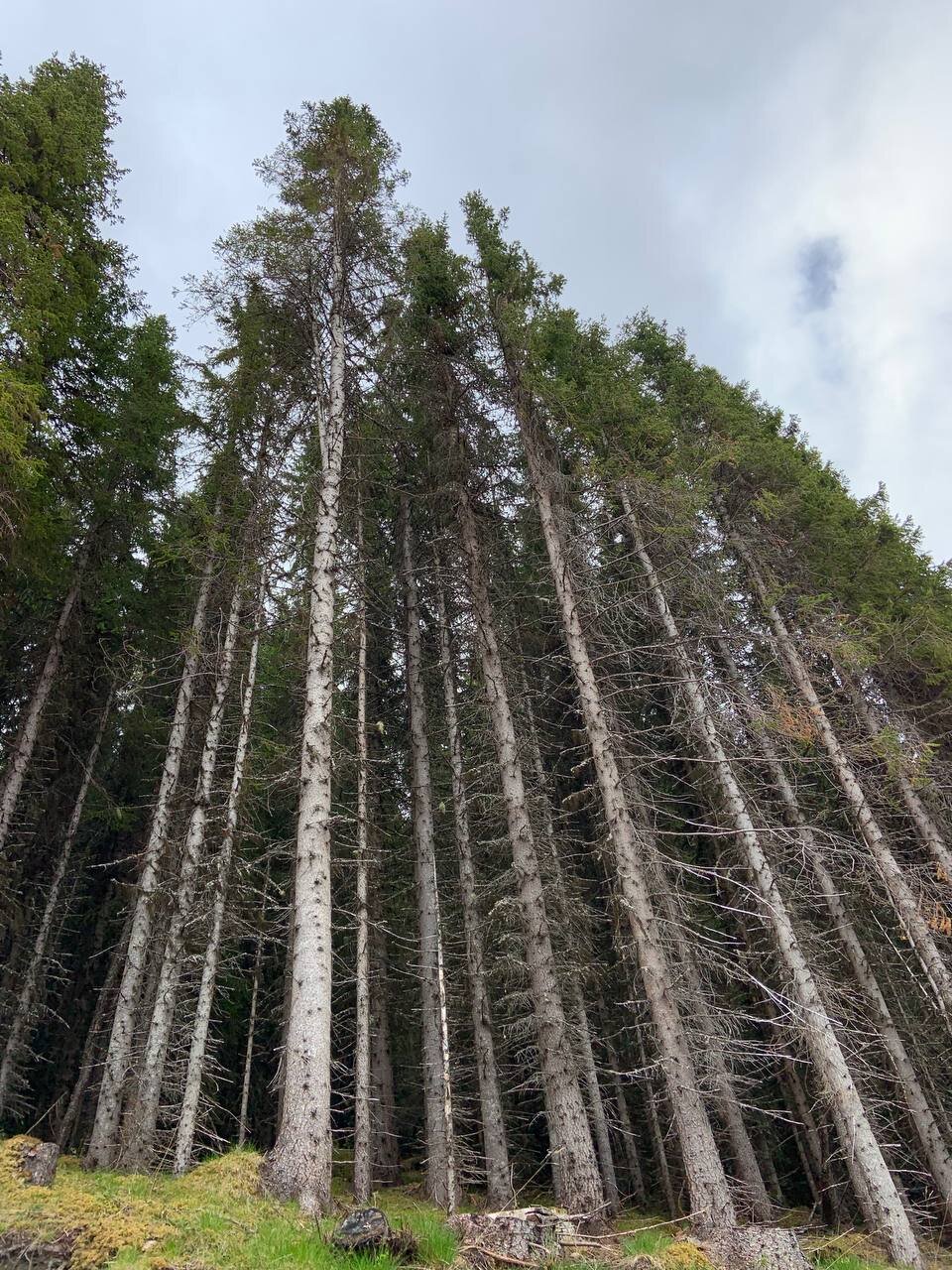 Planted Spruce in Folkeparken, Harstad, Norway. Submitted by Ragnheidur.