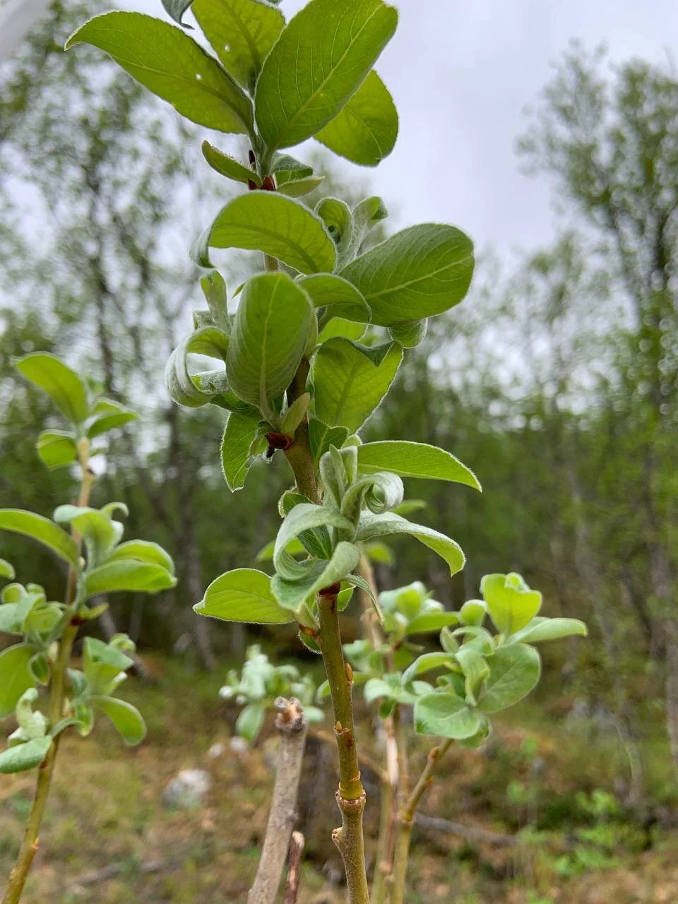 Plants for us to identify in Folkeparken, Harstad, Norway. Submitted by Ragnheidur.