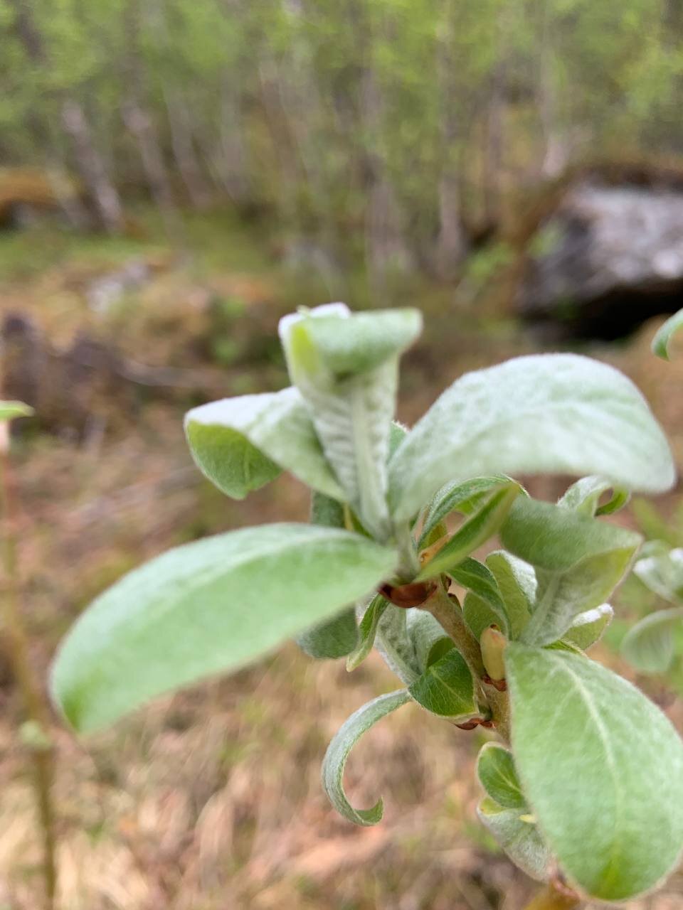 Plants for us to identify in Folkeparken, Harstad, Norway. Submitted by Ragnheidur.