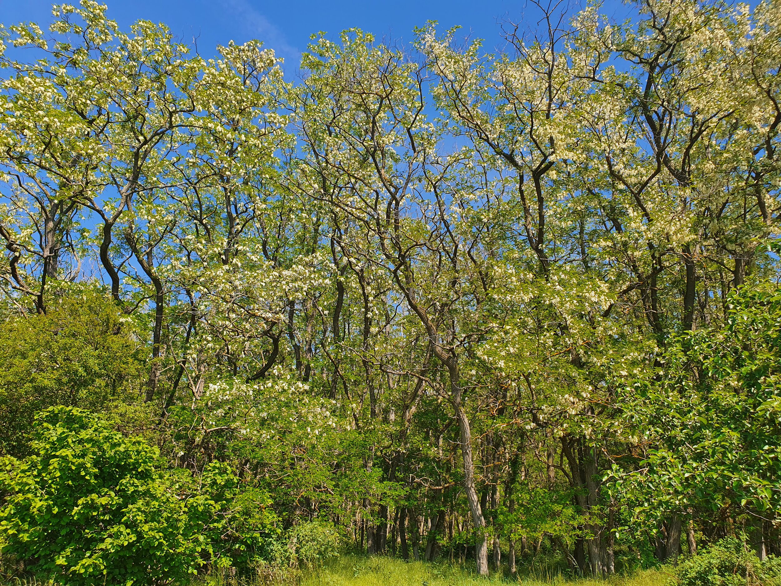 ROBINIA TREES. Submitted by Maira.