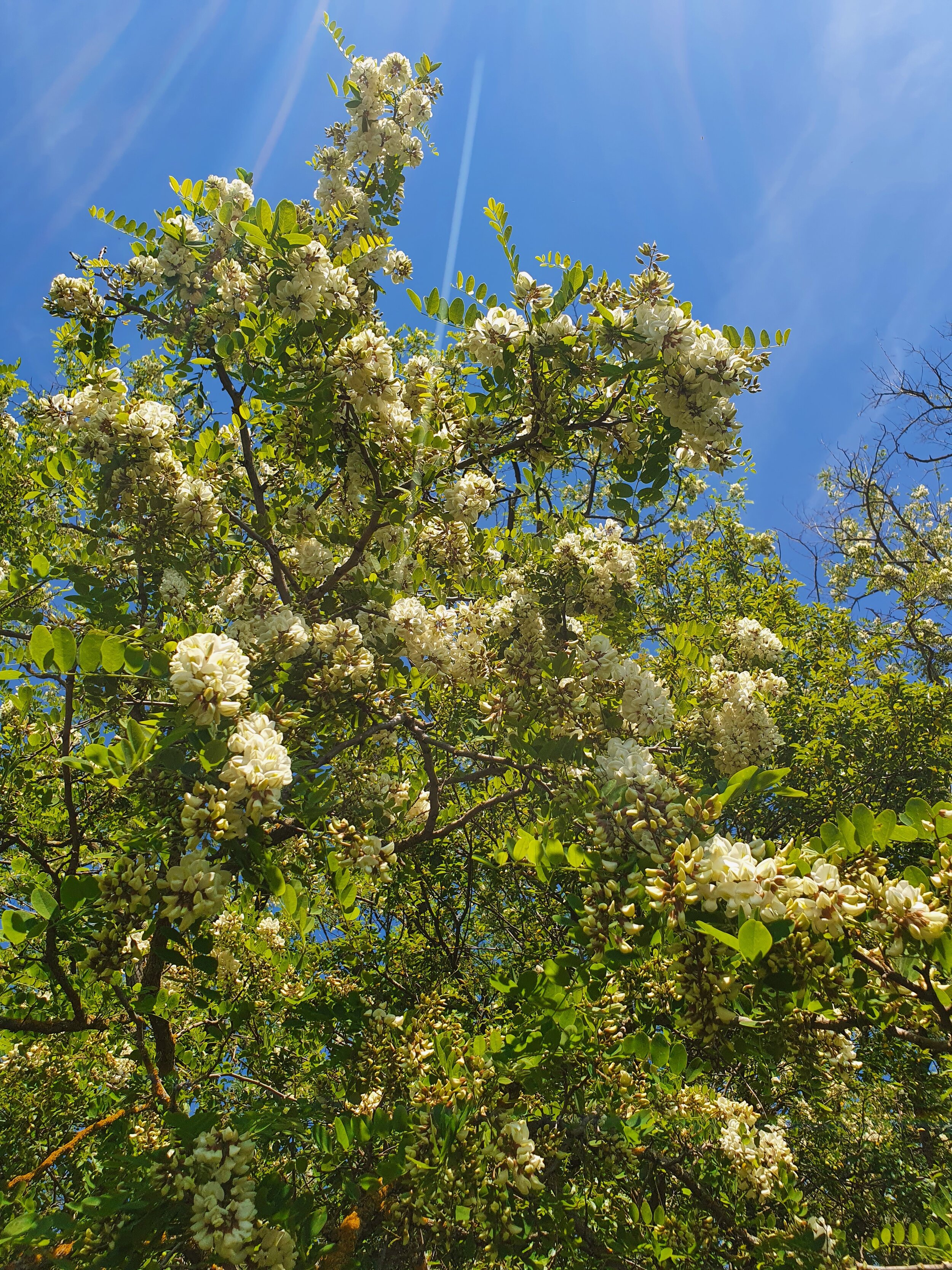 ROBINIA BLOSSOMS. Submitted by Maira.
