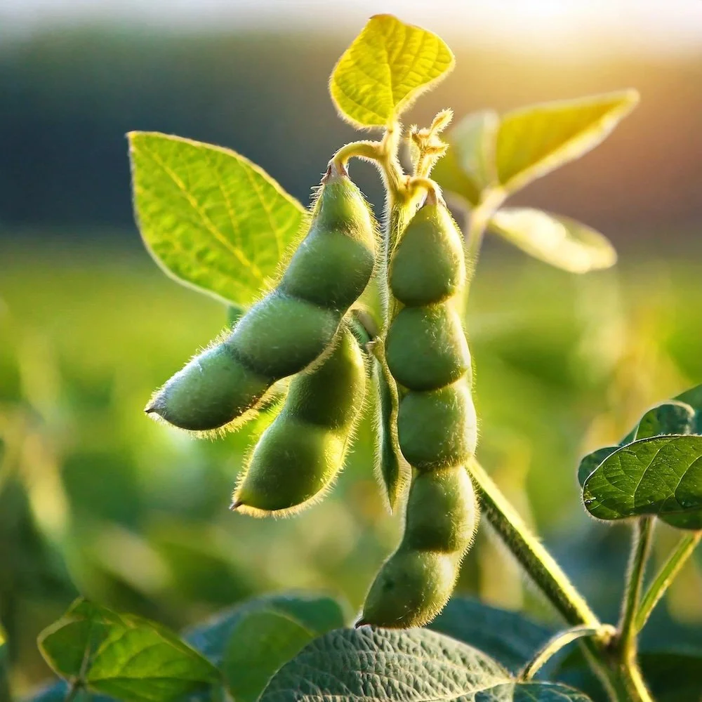I am Soy: Benefits and Safety of Soybeans