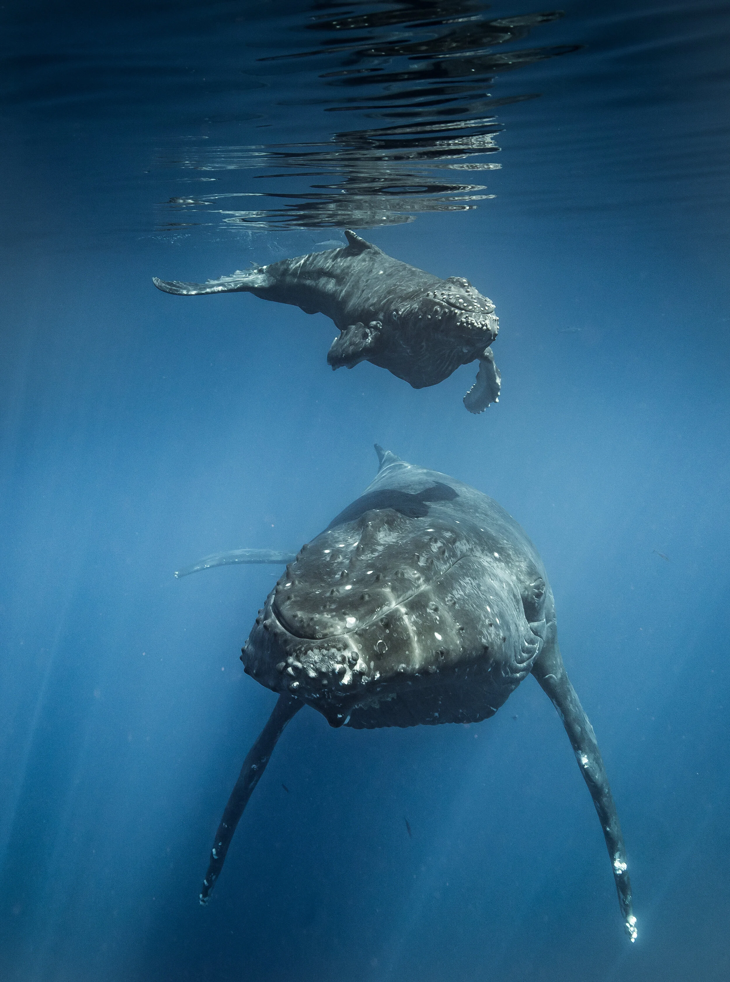 We will continue to come across challenges, and we will continue to overcome them.  We are currently looking for underwater scooters to borrow for the season, should that kind of speed become necessary.  We will continue to be out on the w…