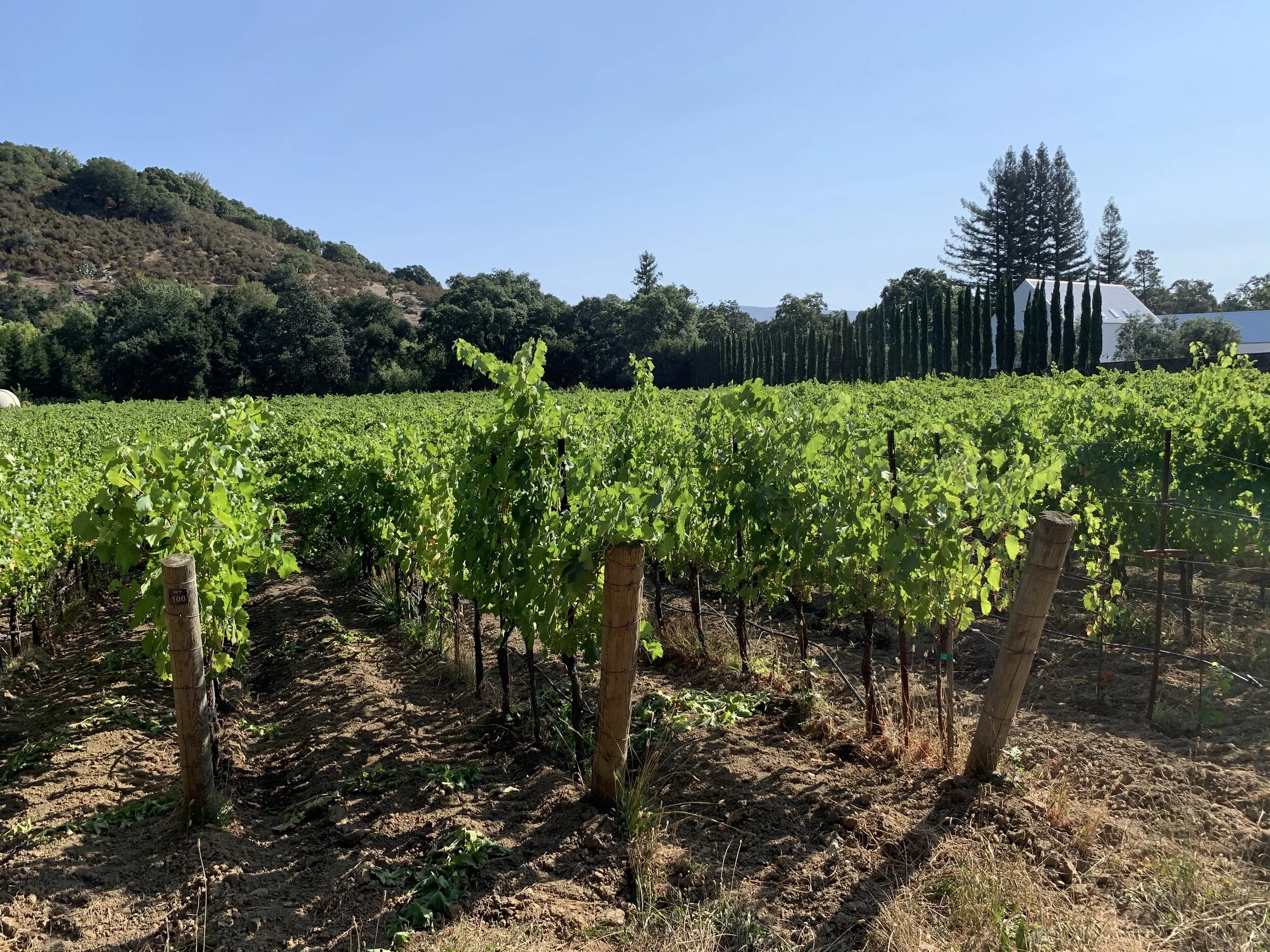 Varietals in Napa You’ve Never Heard Of