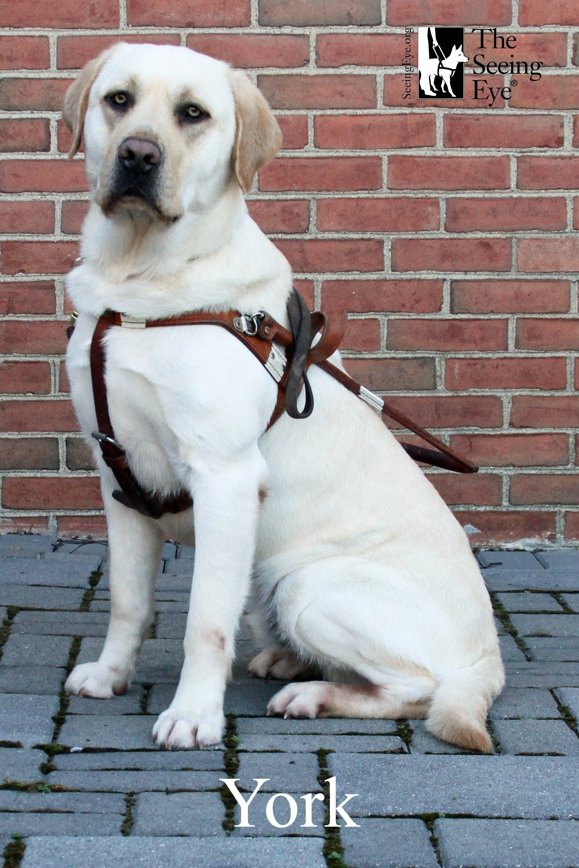 York’s official picture from Seeing Eye.  York is a yellow Labrador retriever.