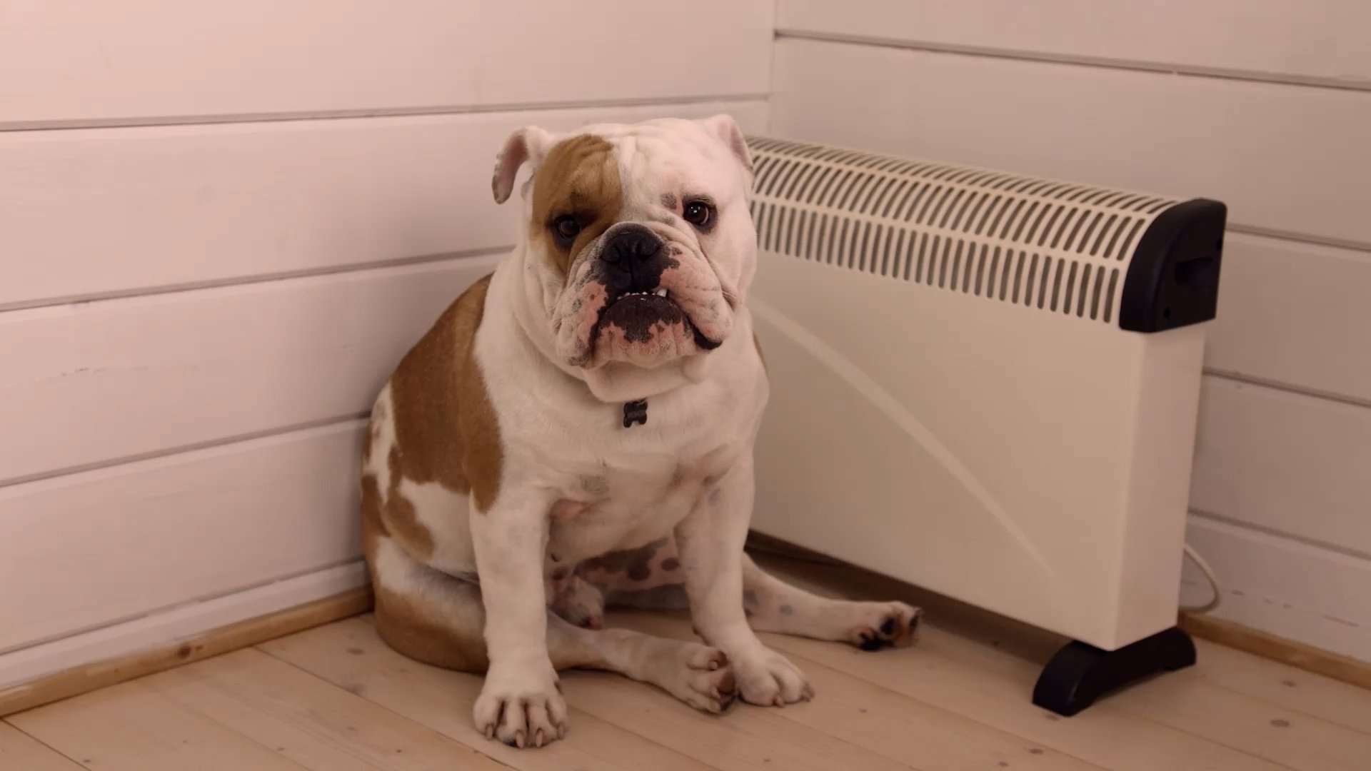 HANK_002.jpg