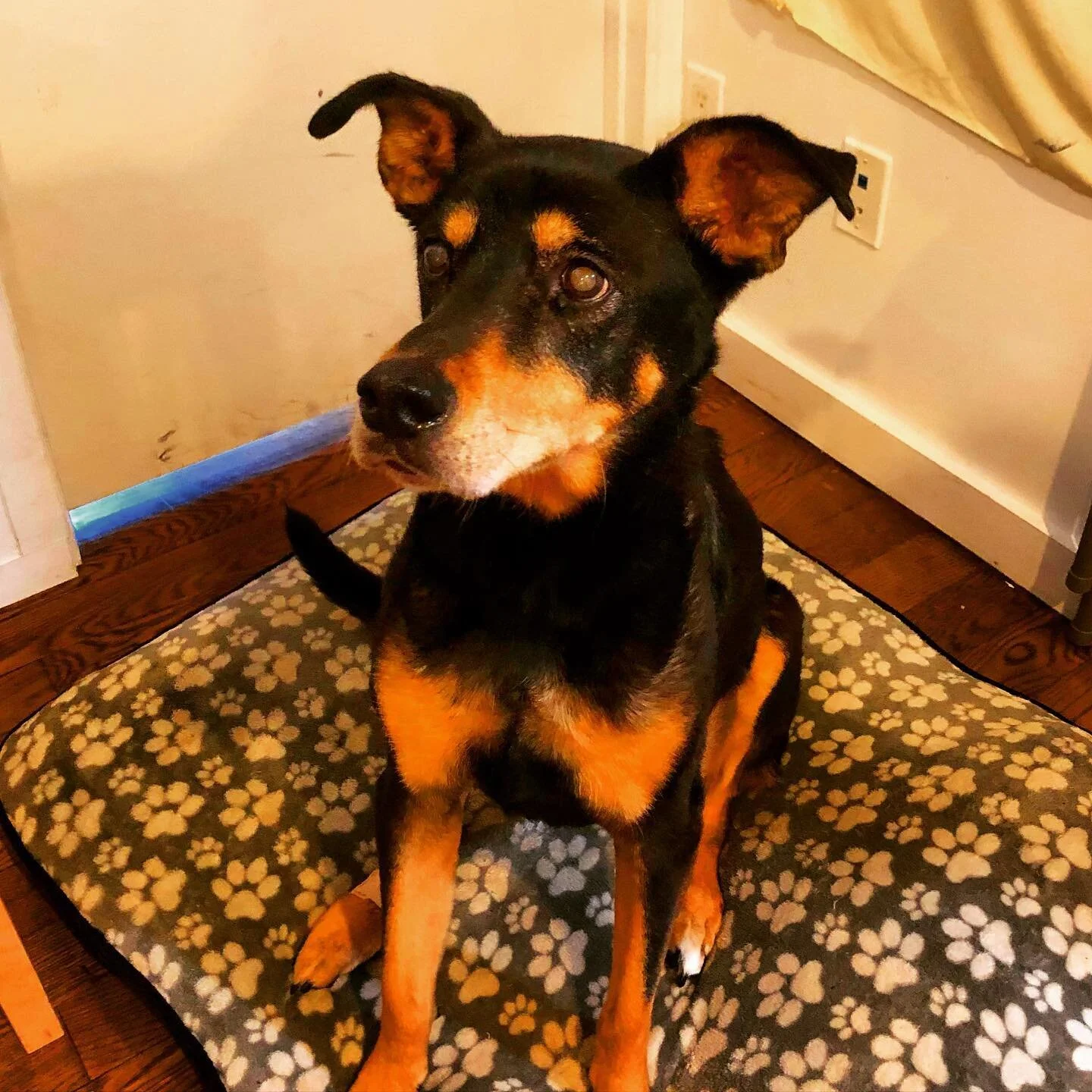 Bow down to queen Jada. One pat for every like this gets. &lsquo;Move On&rsquo; comes out August 28th. 
.
.
.
.
.

#dog #dog #puppy #pup #cute #instagood #dogs_of_instagram #pet #pets #animal #petsagram #dogsitting #photooftheday #dogsofinstagram #il